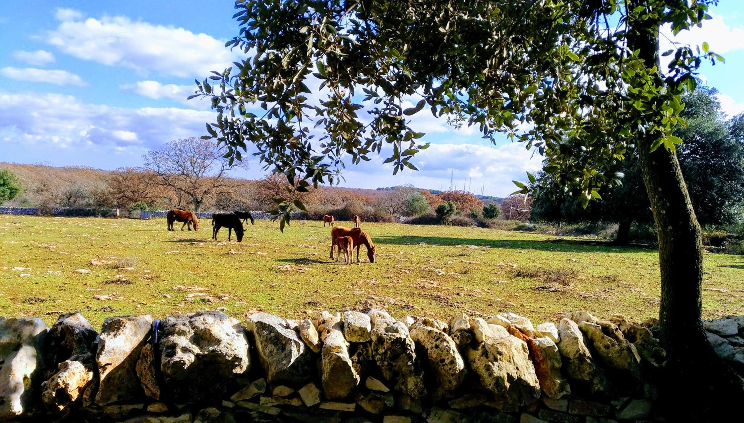 Agriturismo Iazzo Scagno