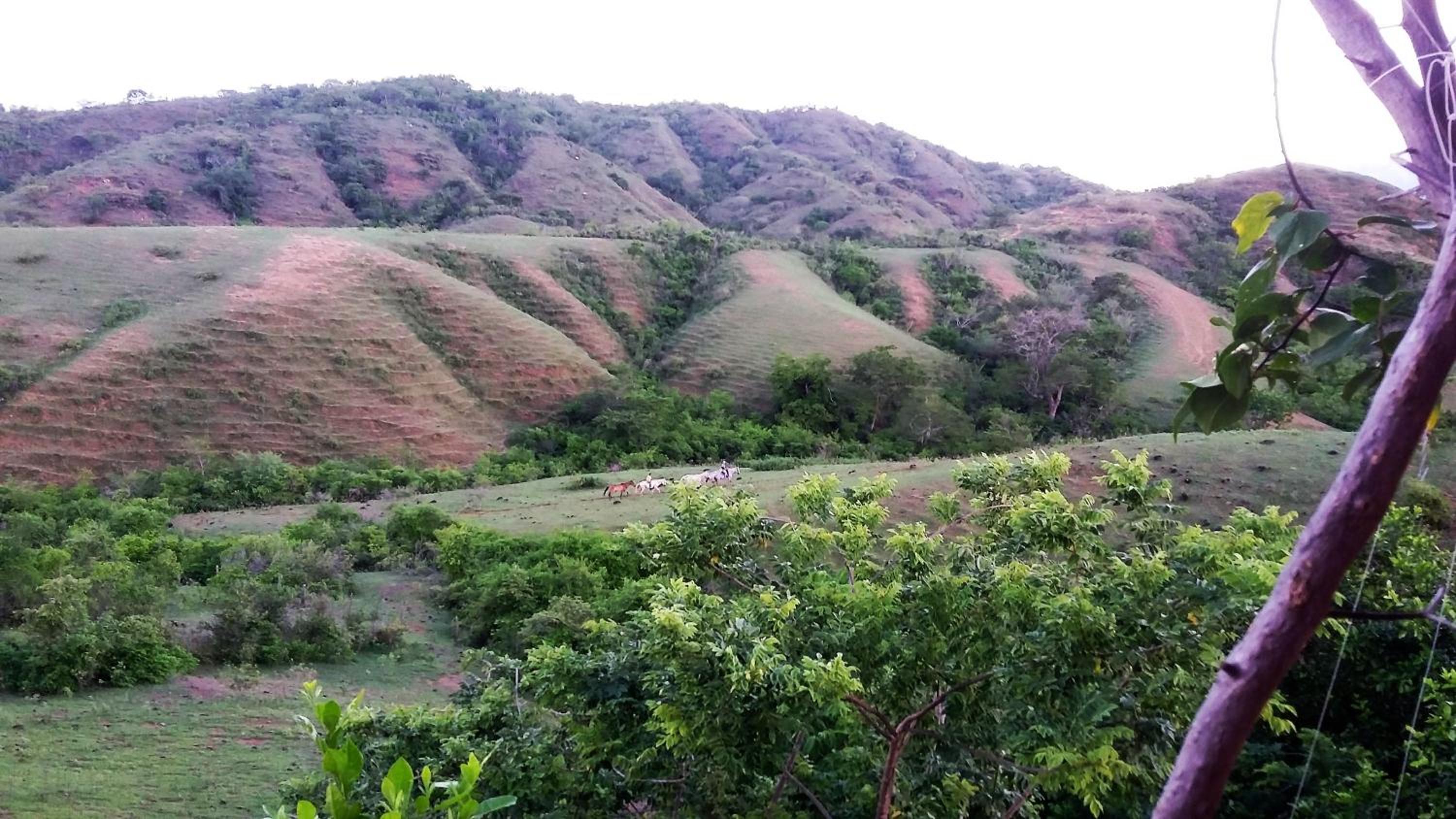 Oasis Natural