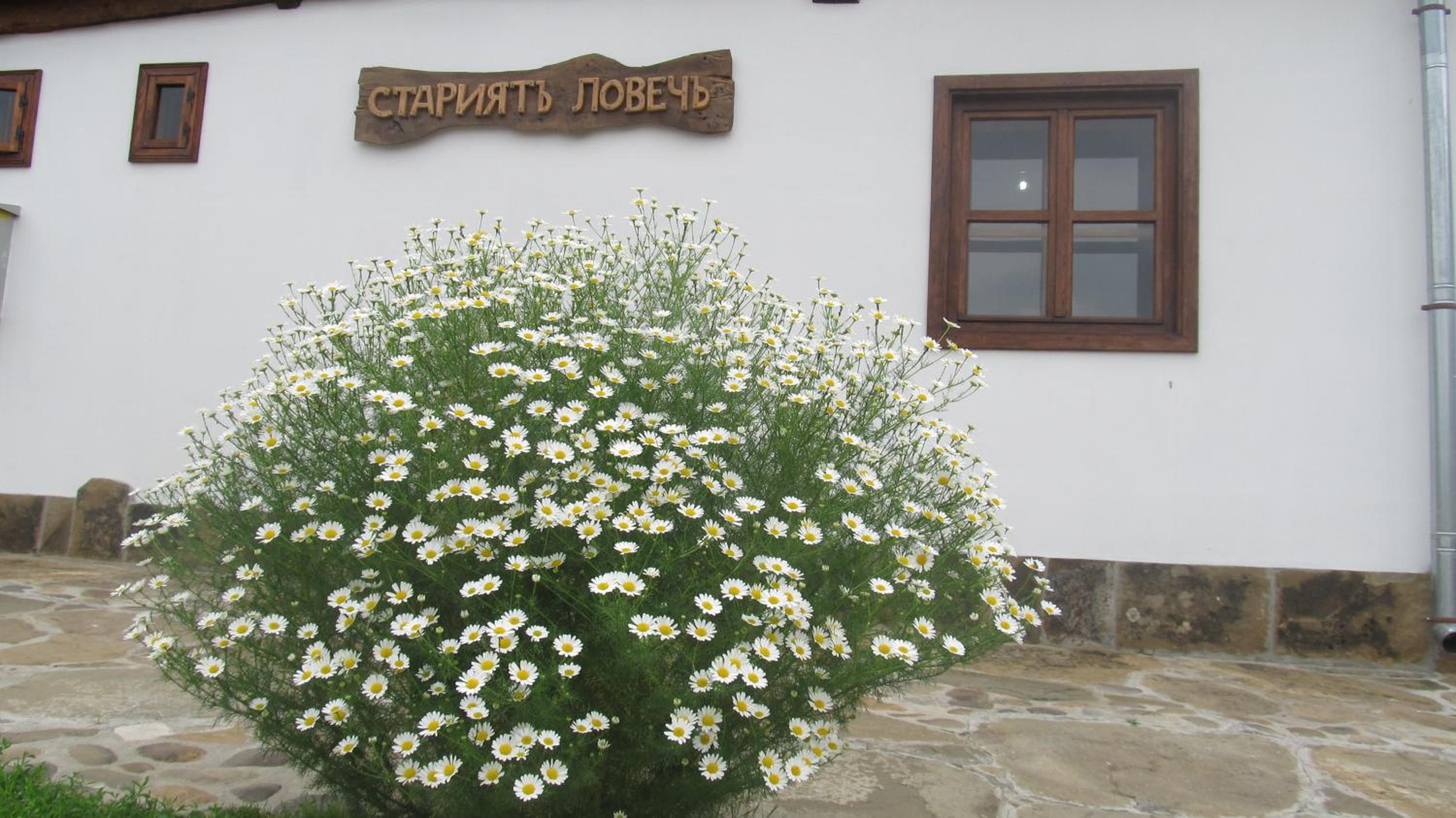 Guest House The Old Lovech