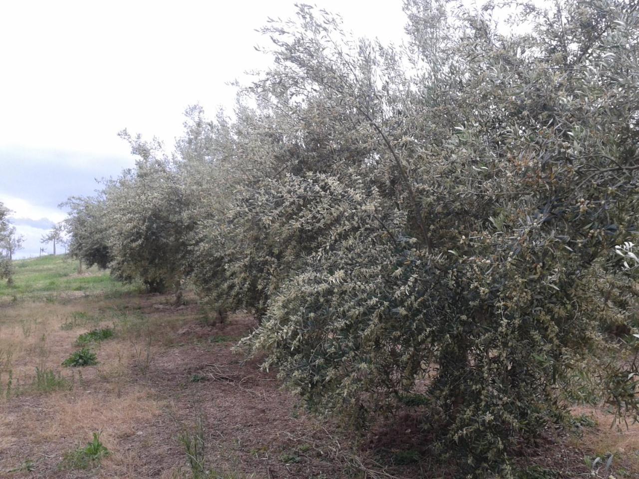 Agriturismo Frantoio Mafrica