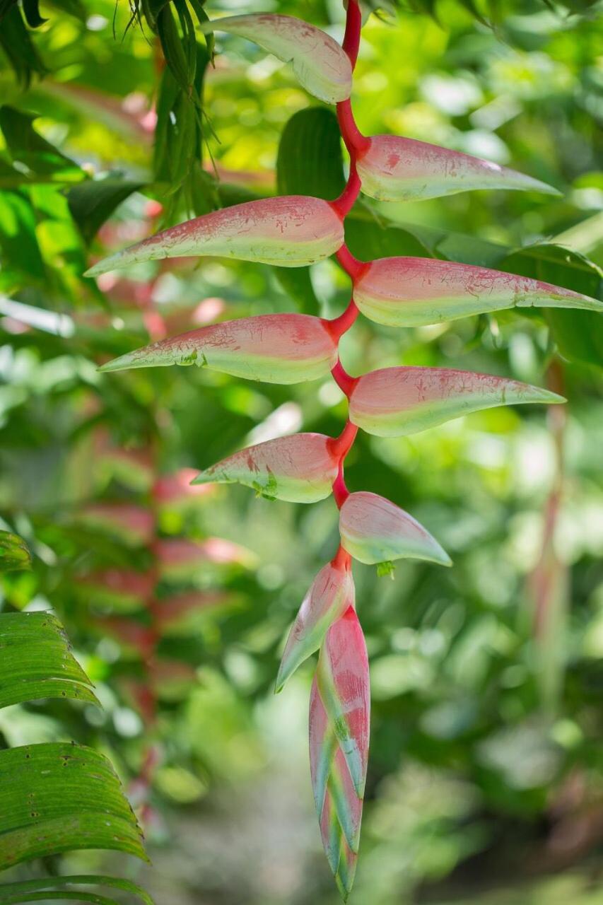 Hospedaje La Naciente