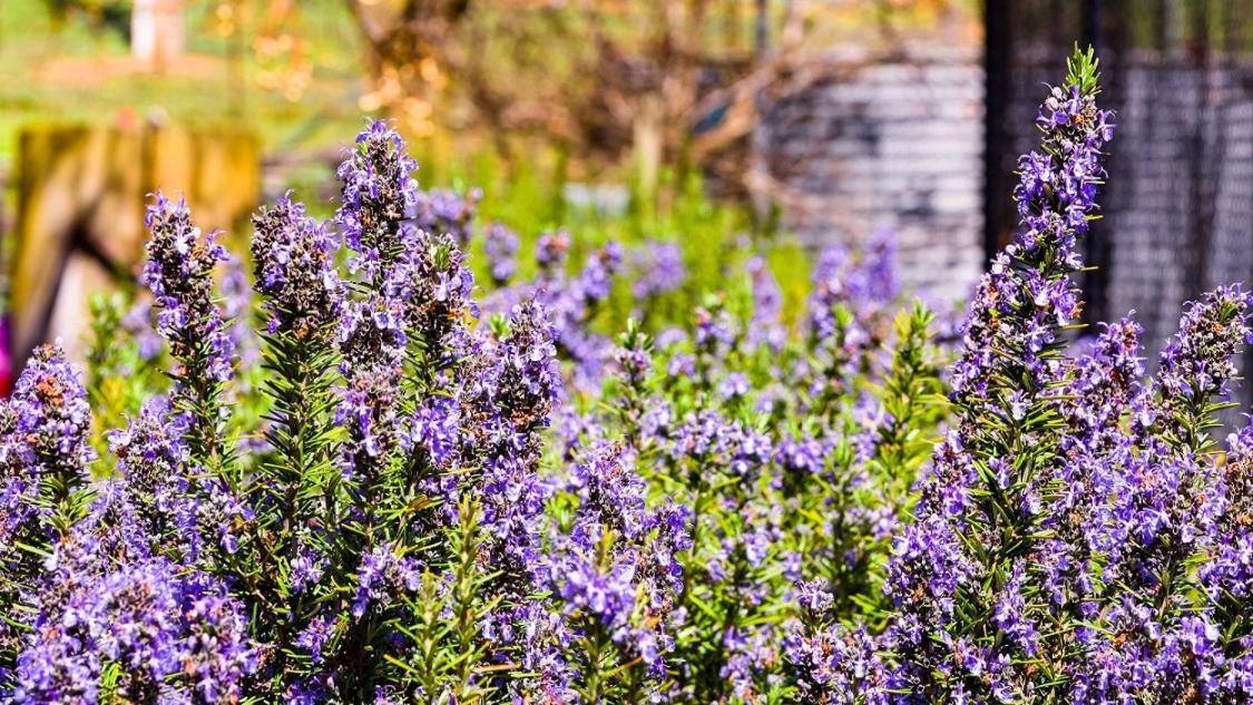 Hillview Farmstay