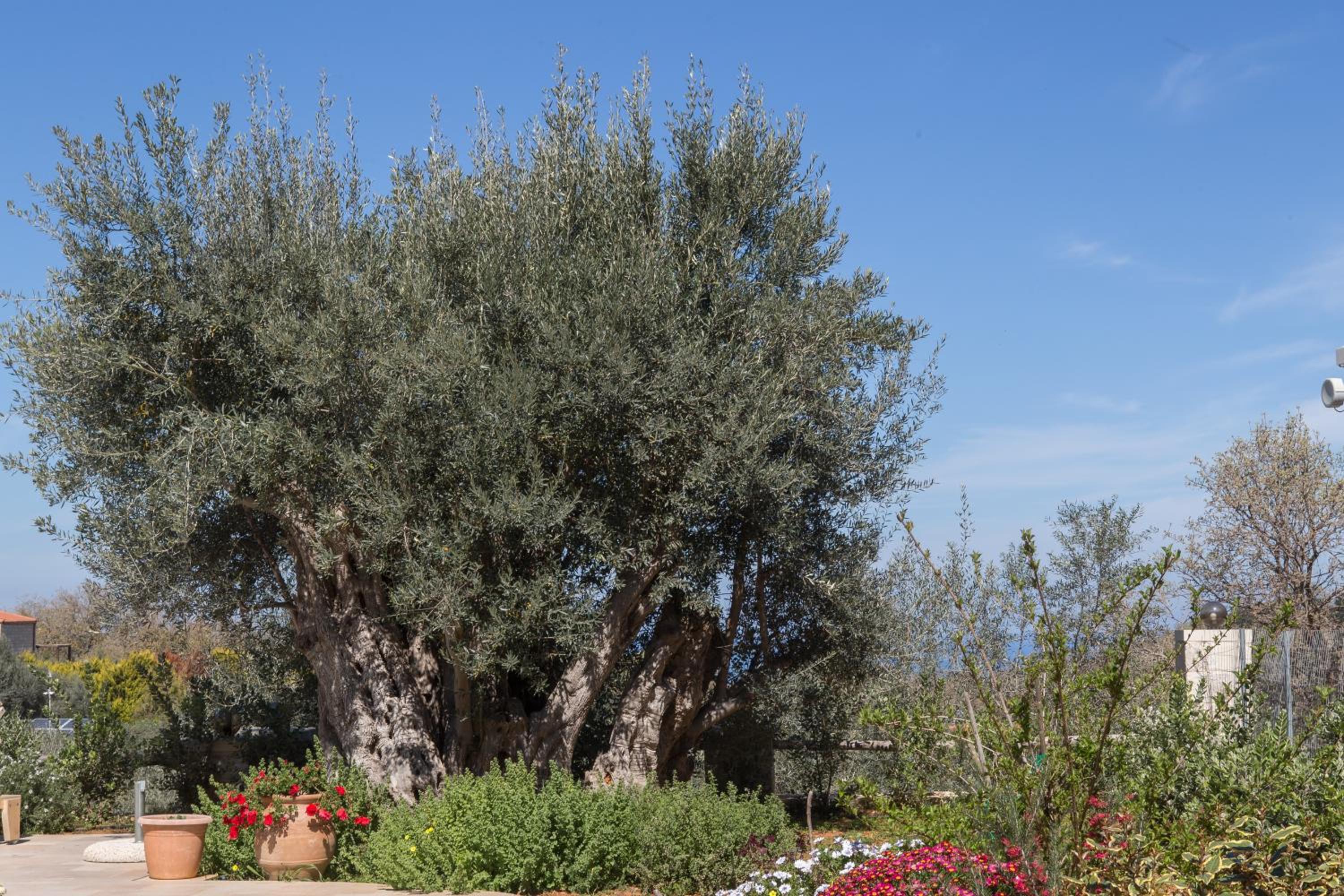 Vederi Estate