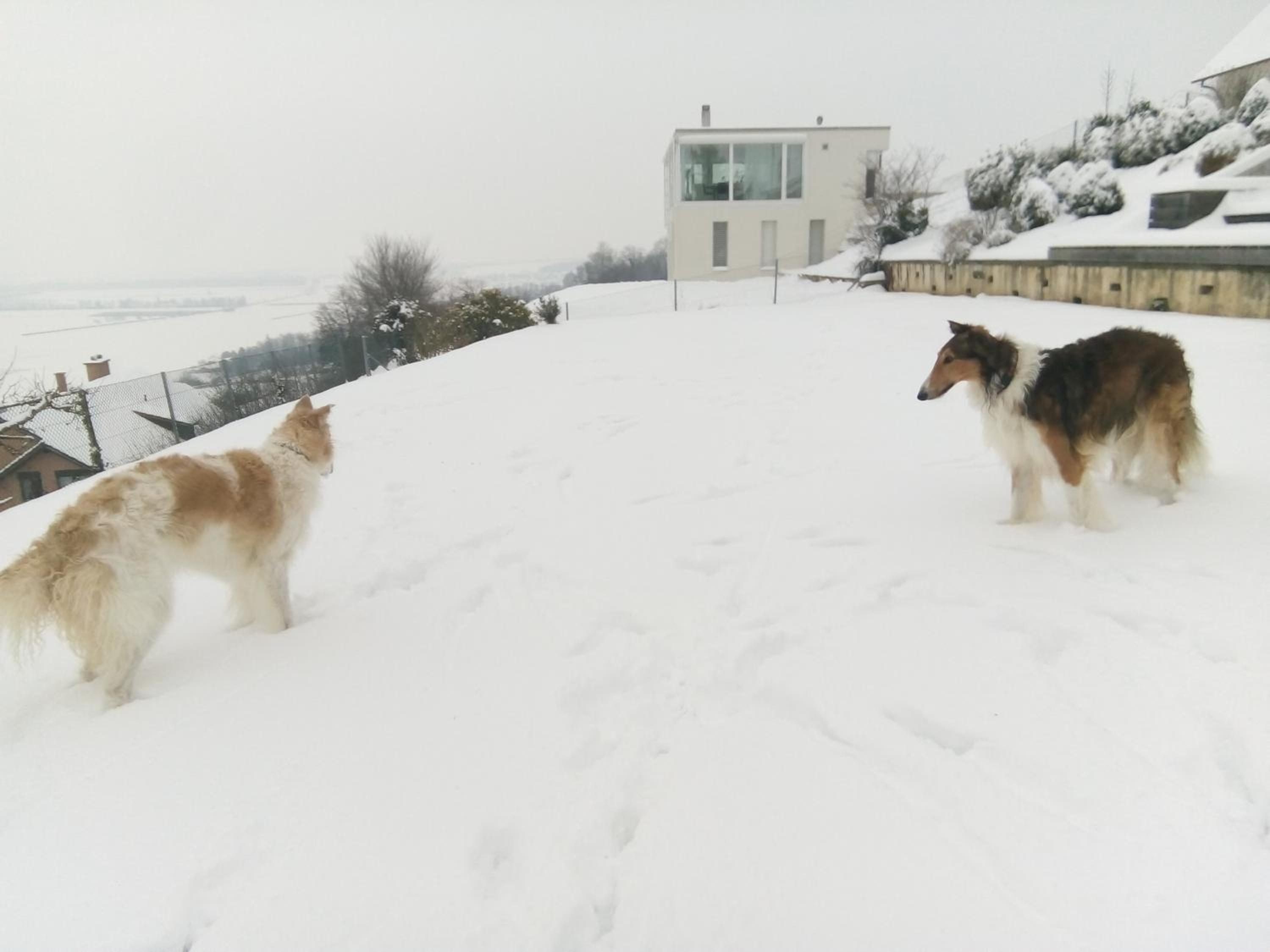 Swiss Borzoi House