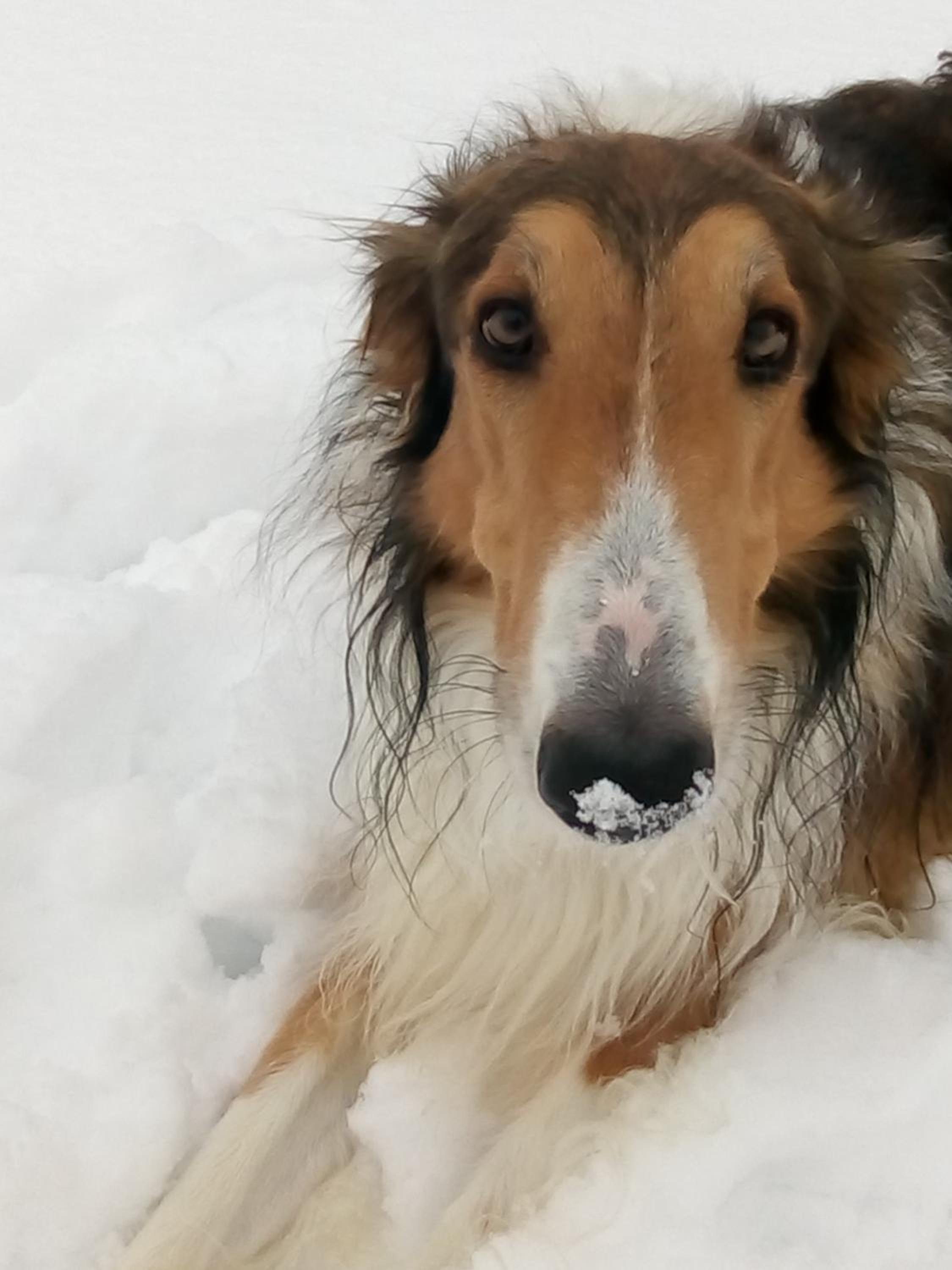 Swiss Borzoi House
