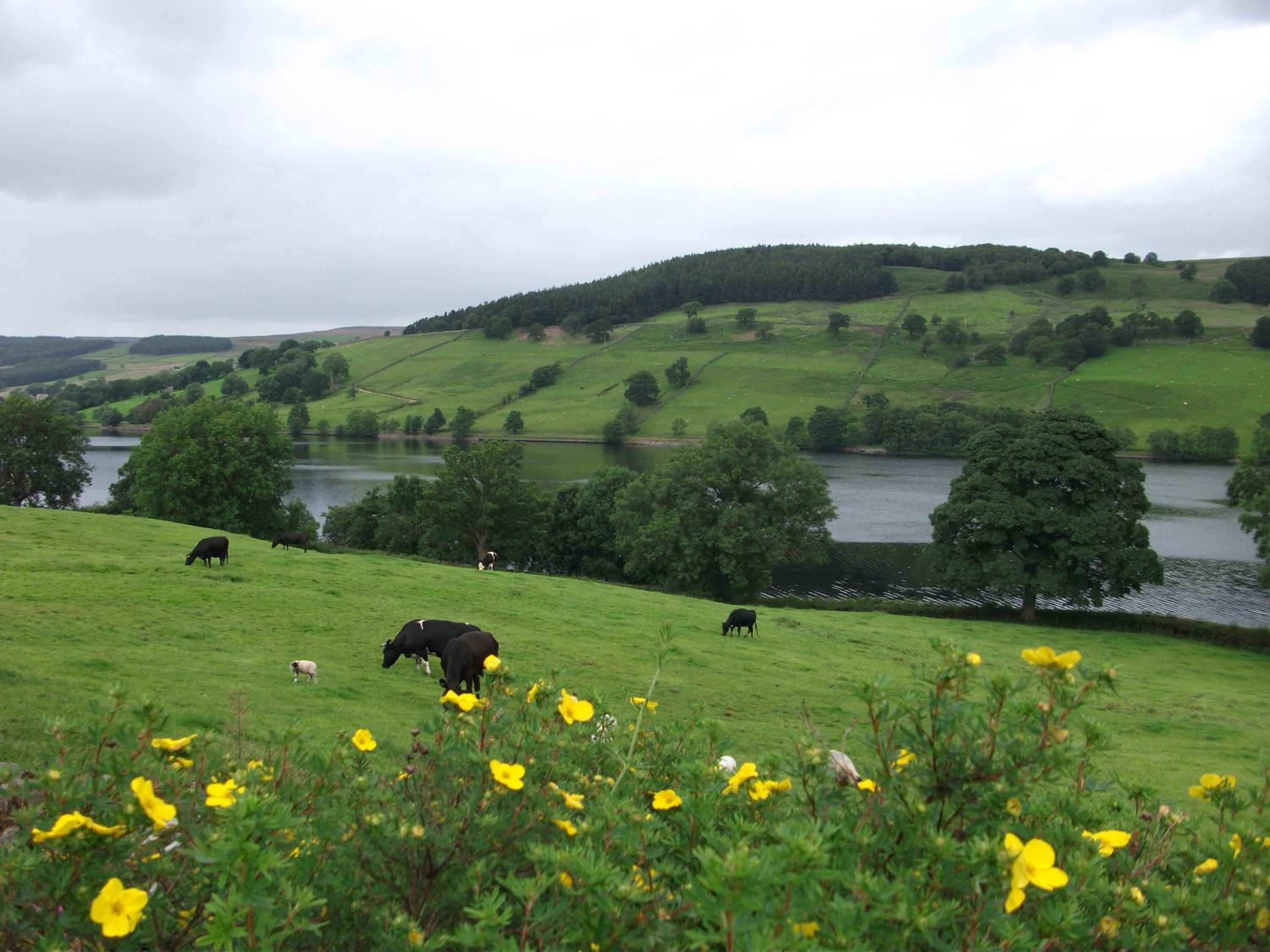 THE FIRS B&B &TEA ROOM view 4