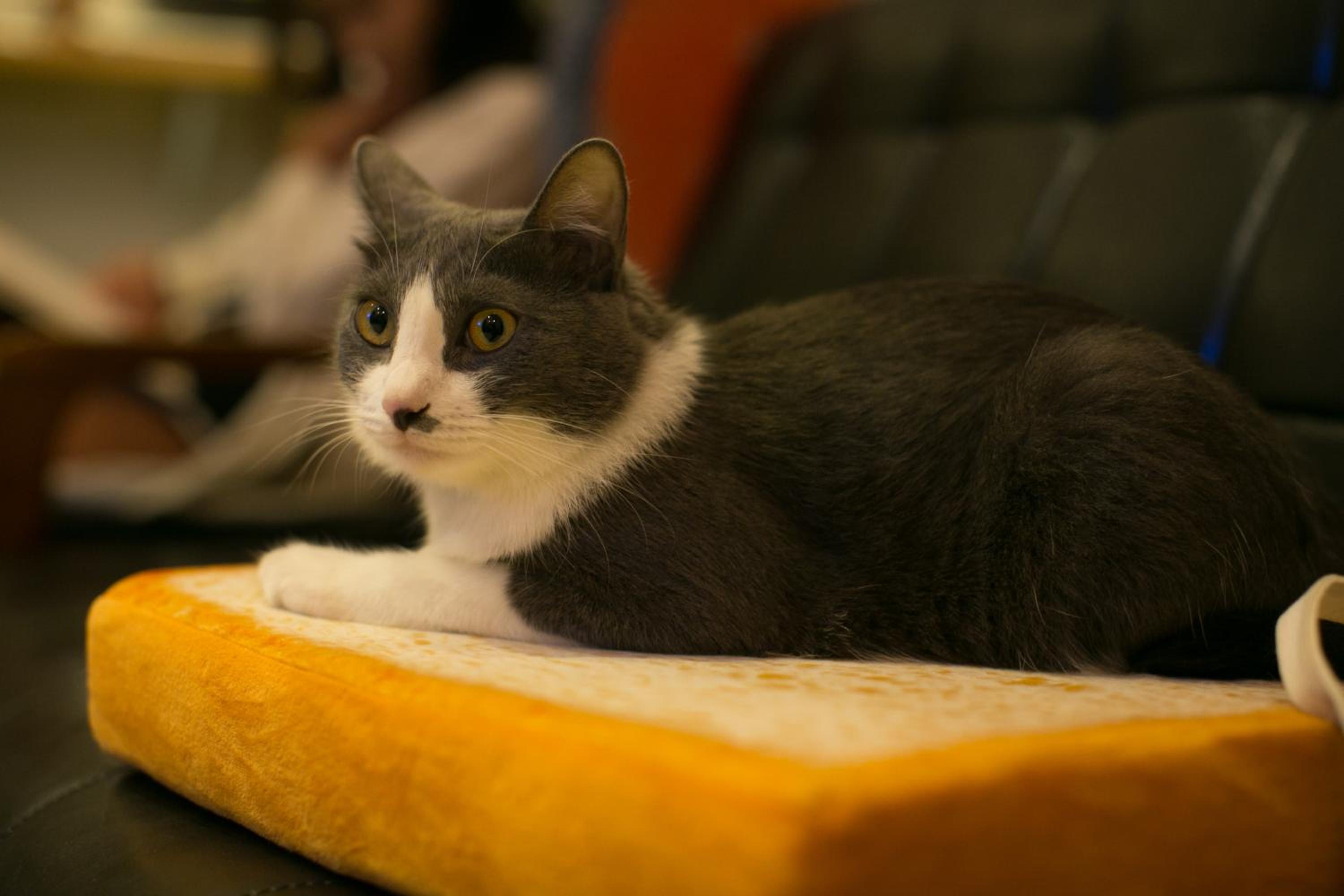 Lento Hostel