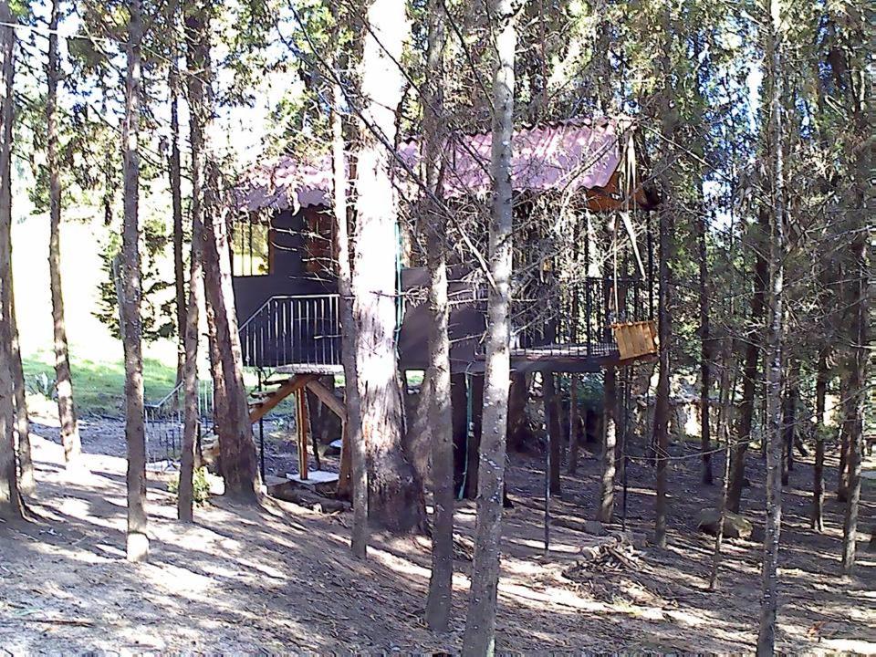 Despierta En El Árbol Desayuno Americano a tu ritmo somos Petfriendly