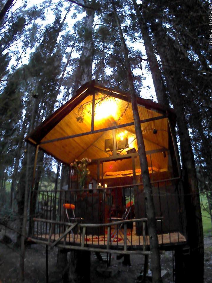 Despierta En El Árbol Desayuno Americano a tu ritmo somos Petfriendly
