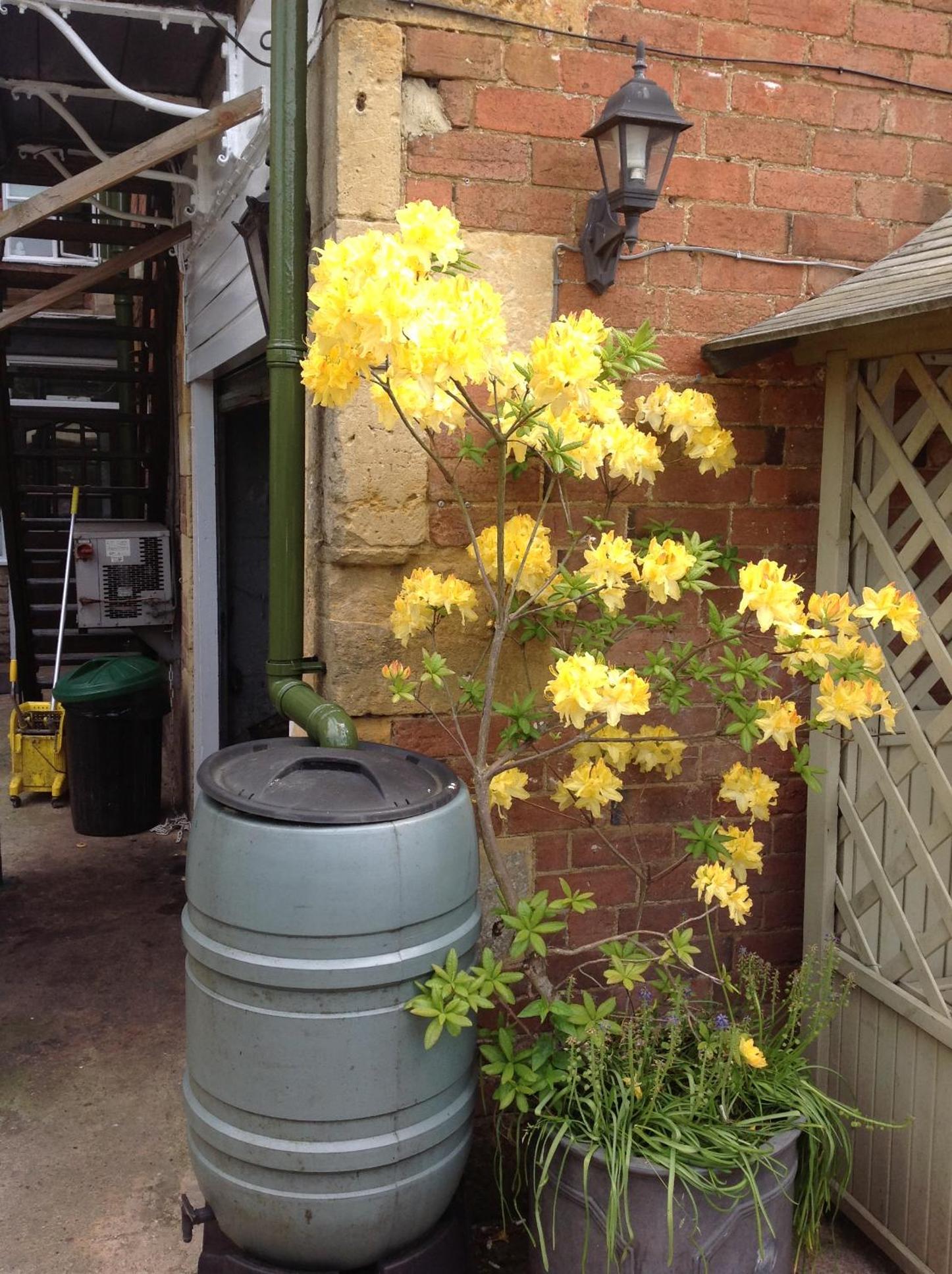 The Swan Inn — 11