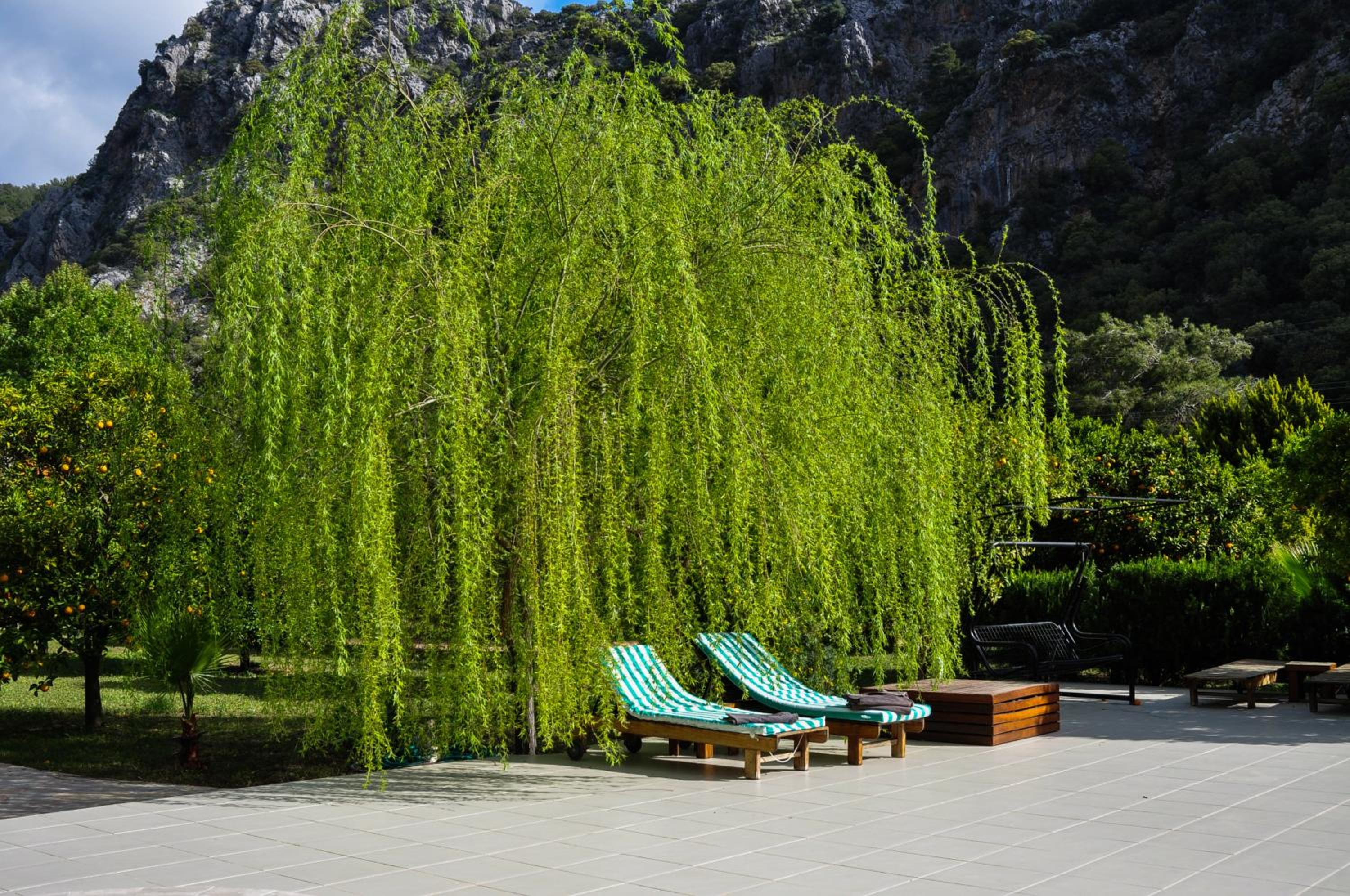 Photo 43