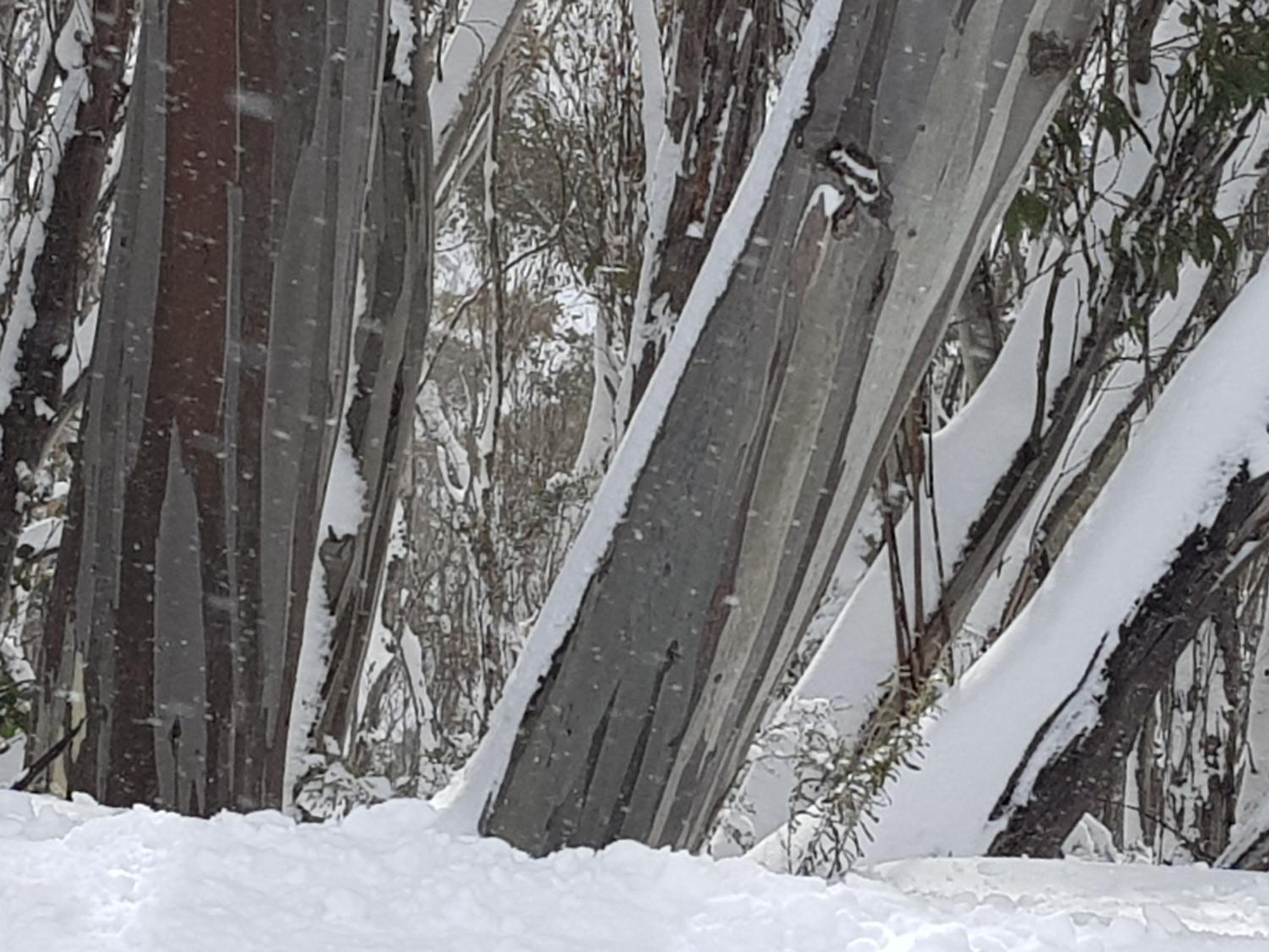 CHILL-OUT - Thredbo view 4