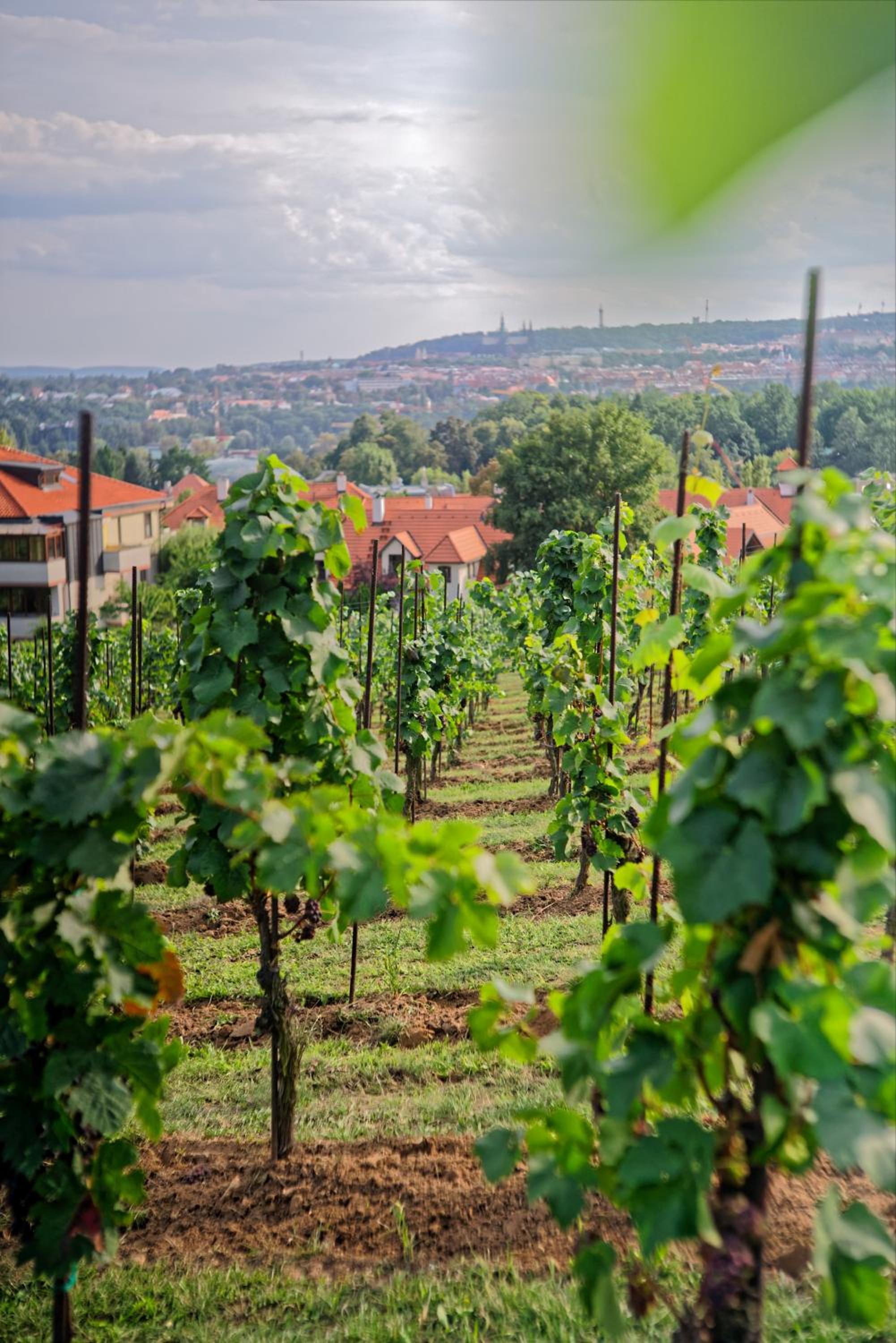 Apartmány Vinice Salabka
