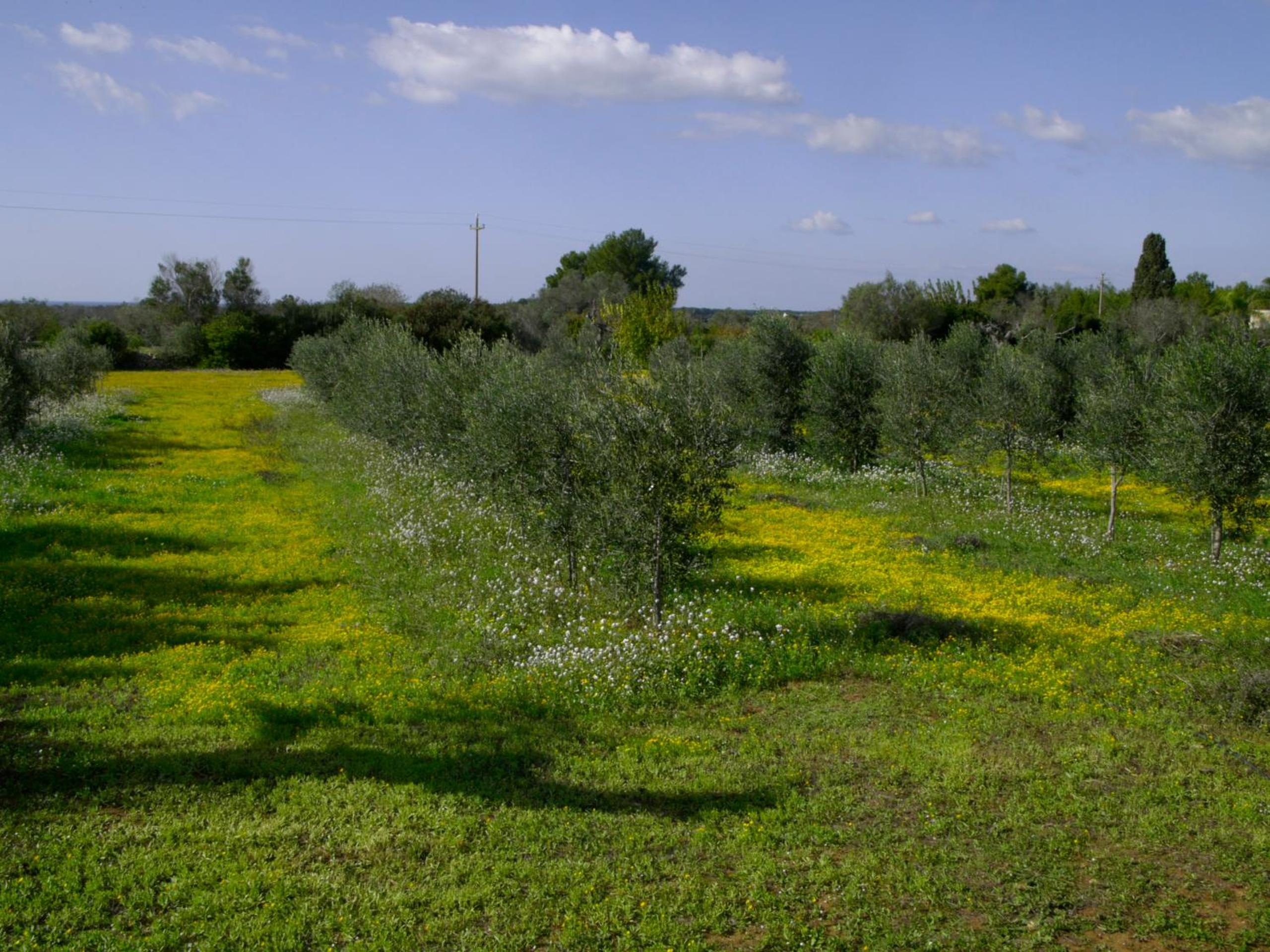 Masseria Agriturismo Faresalento