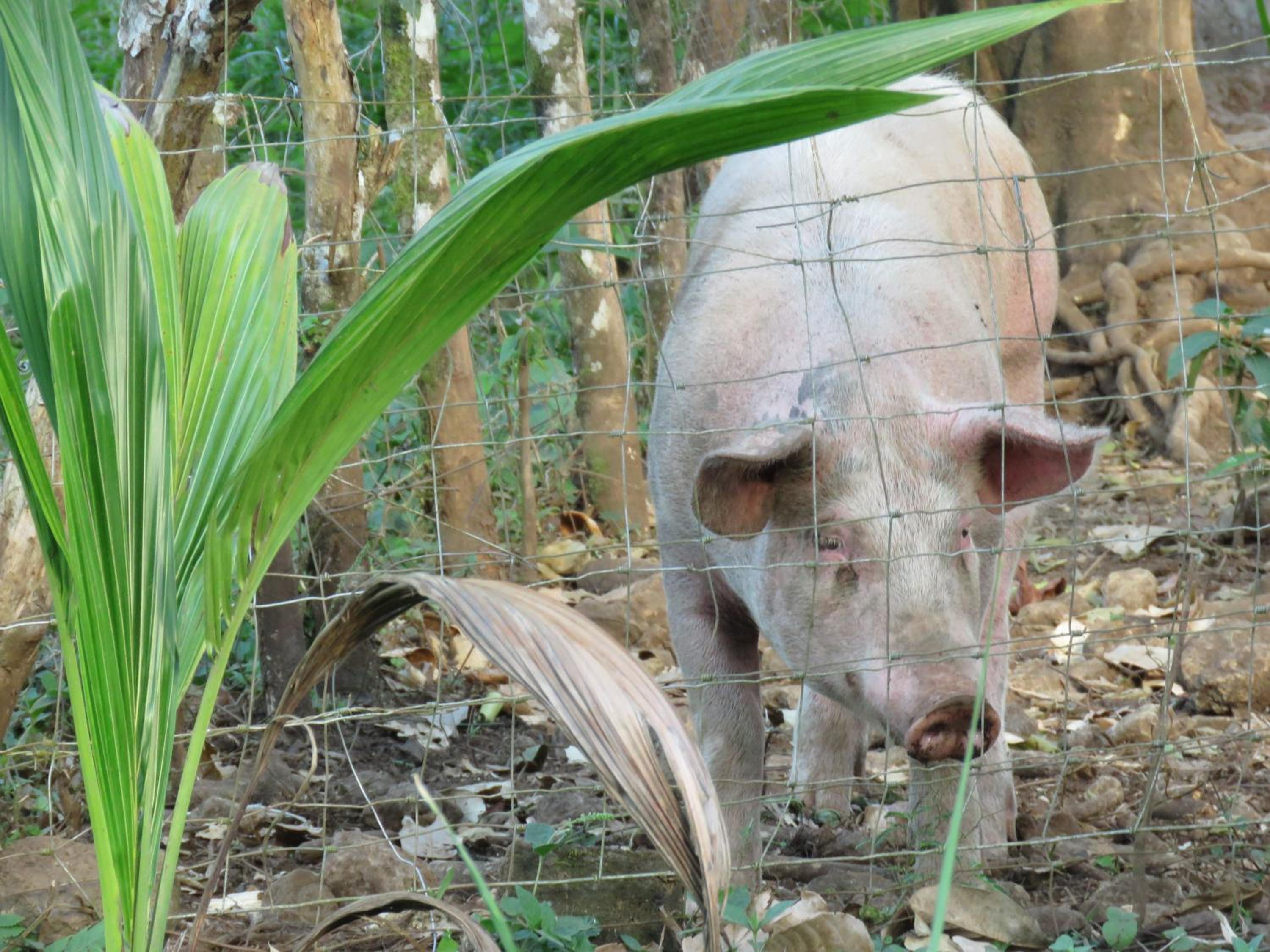 Vocaré Finca Agroecológica