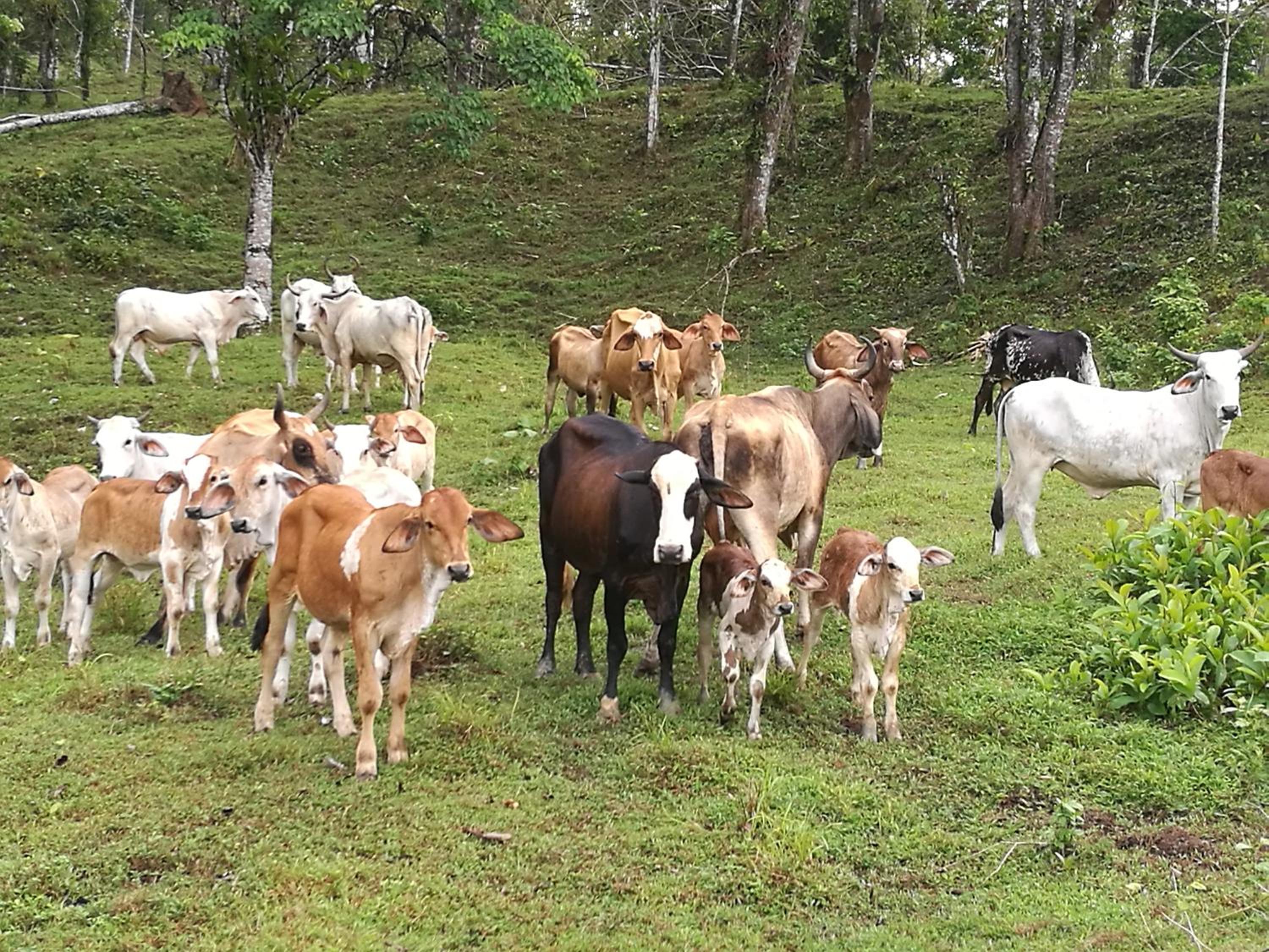 Vocaré Finca Agroecológica