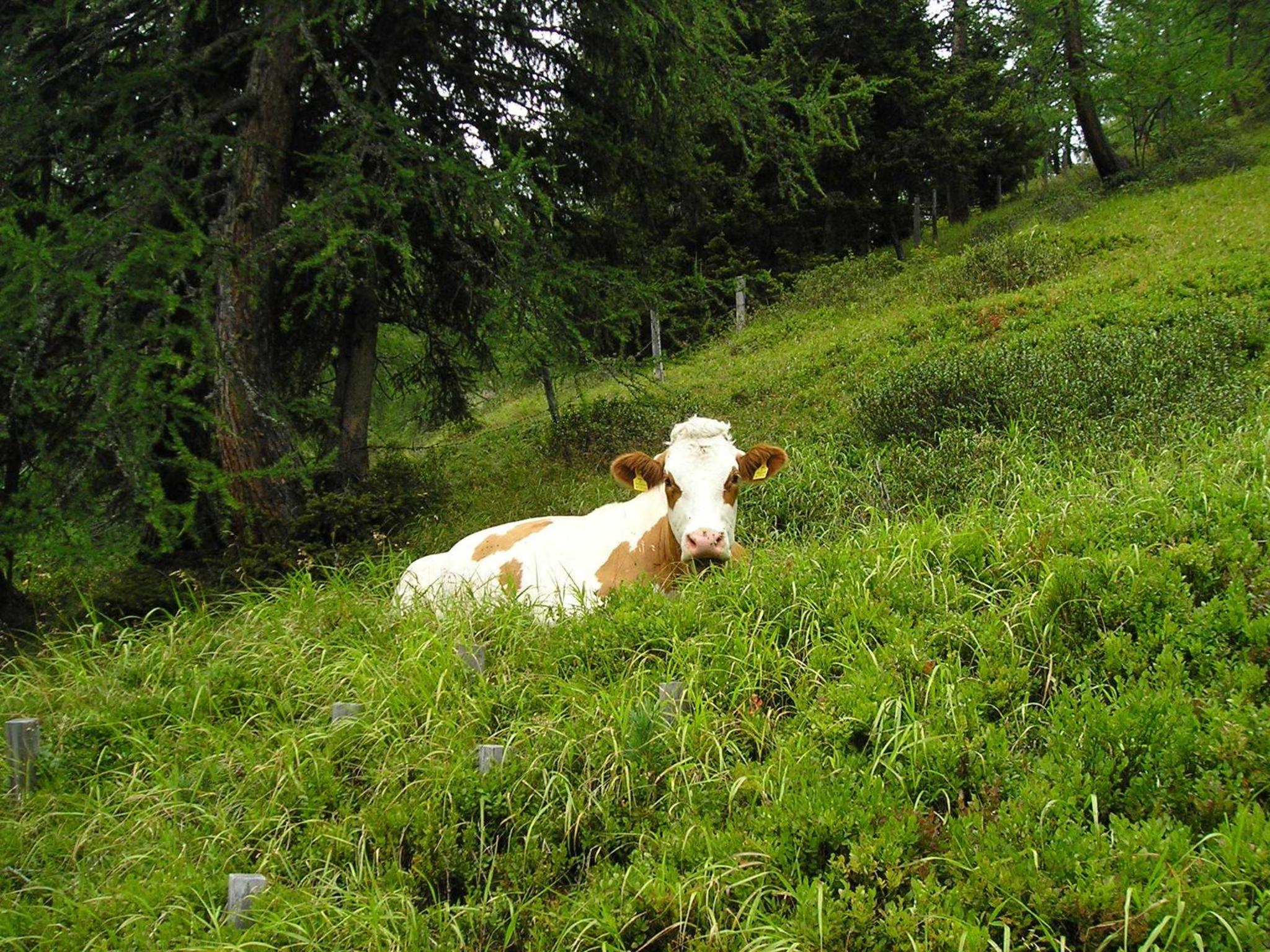 Bauernhof Grussberggut GRATIS THERME & SOMMERBERGBAHN