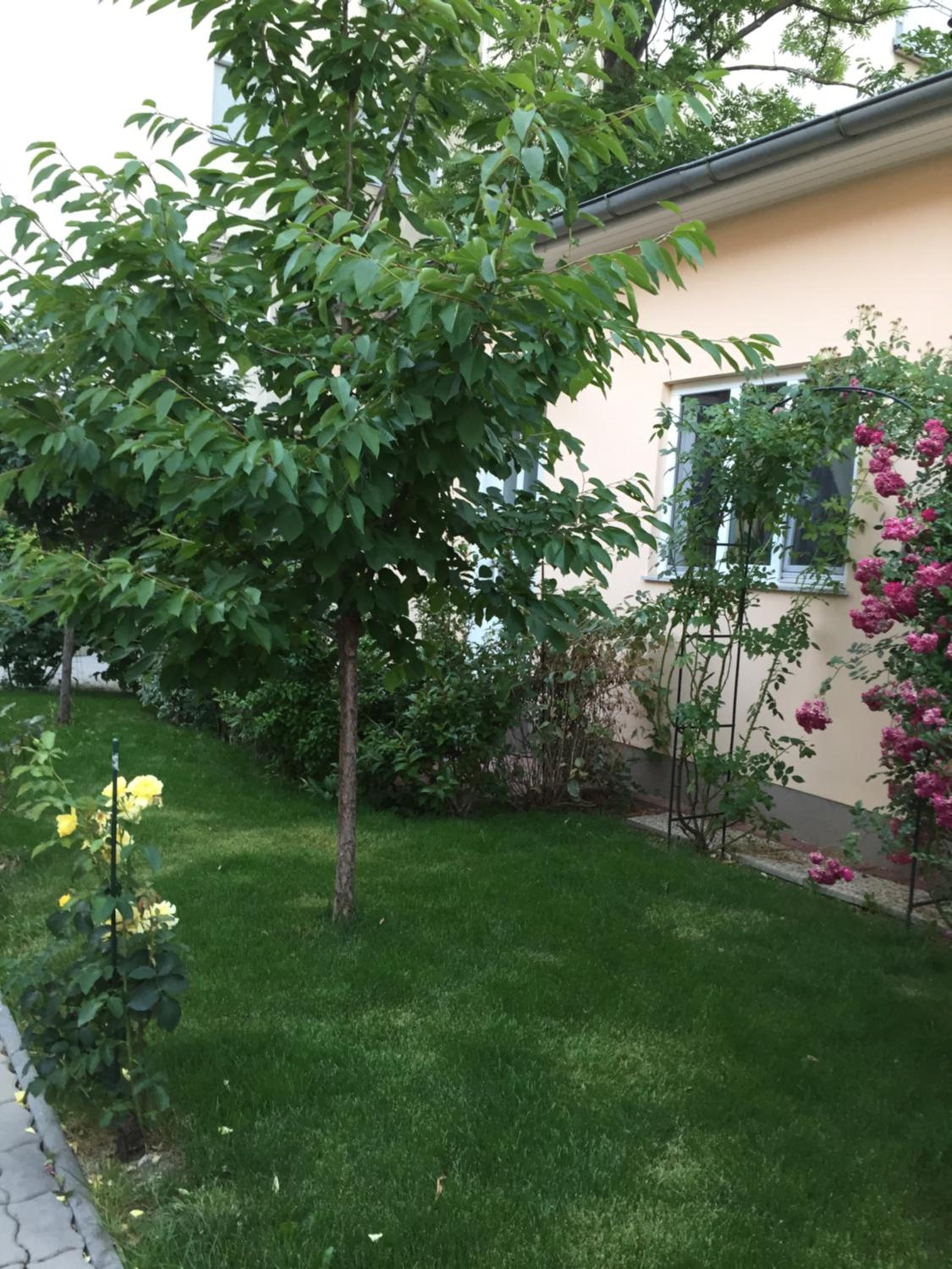 Terrasse Wohnungen mit parking in Zentrum