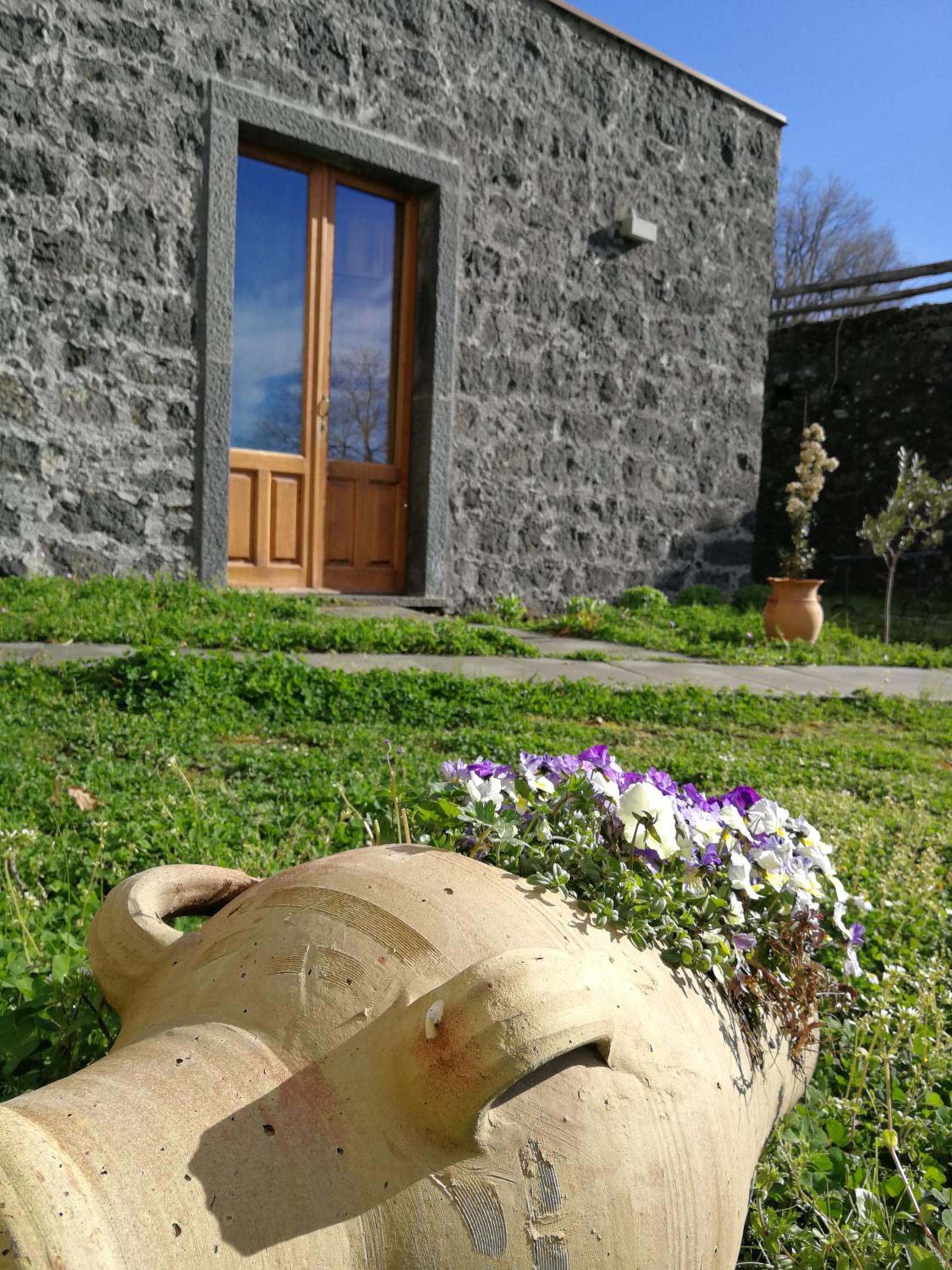 Viola Nel Parco
