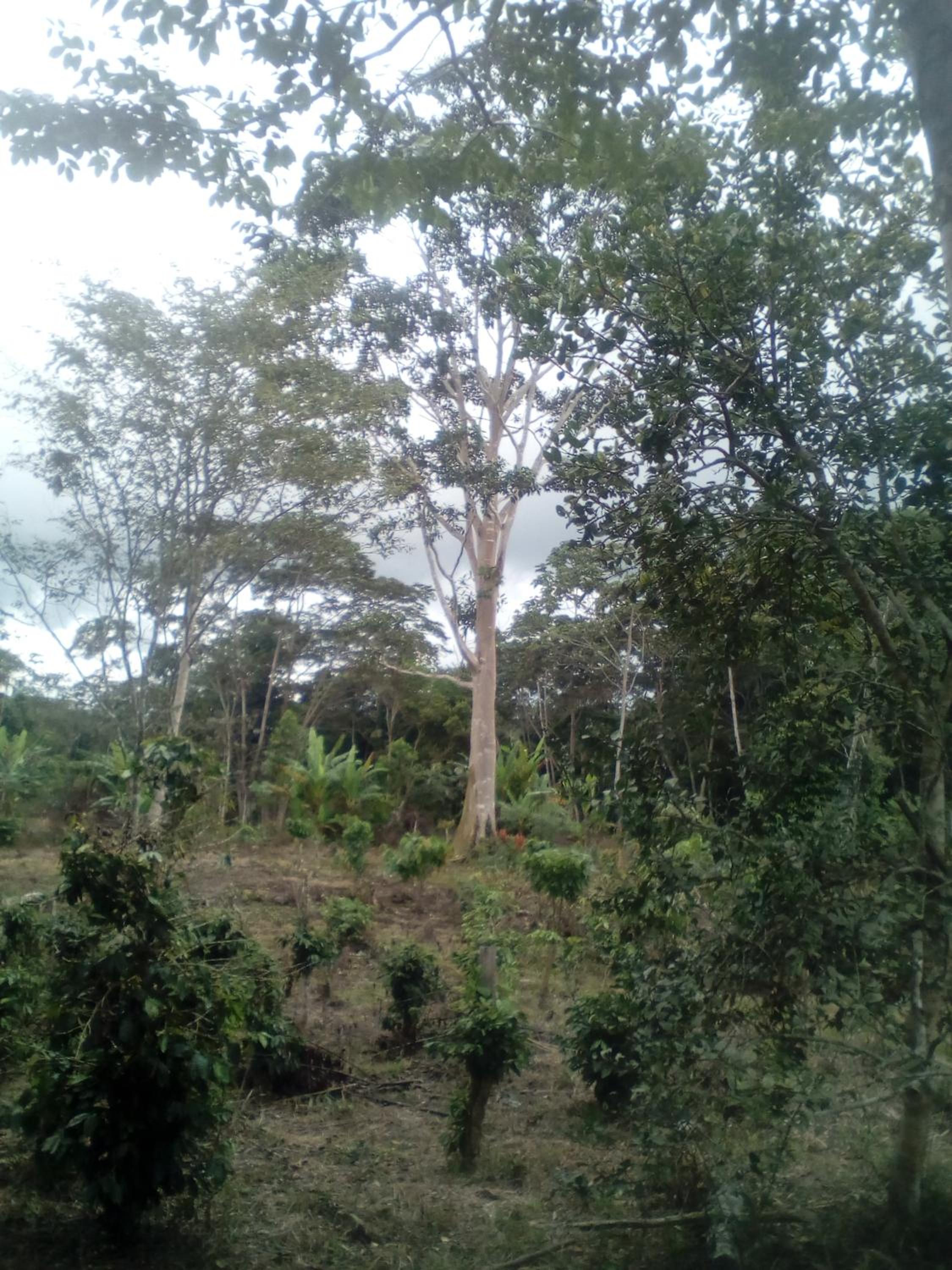 Photo 43
