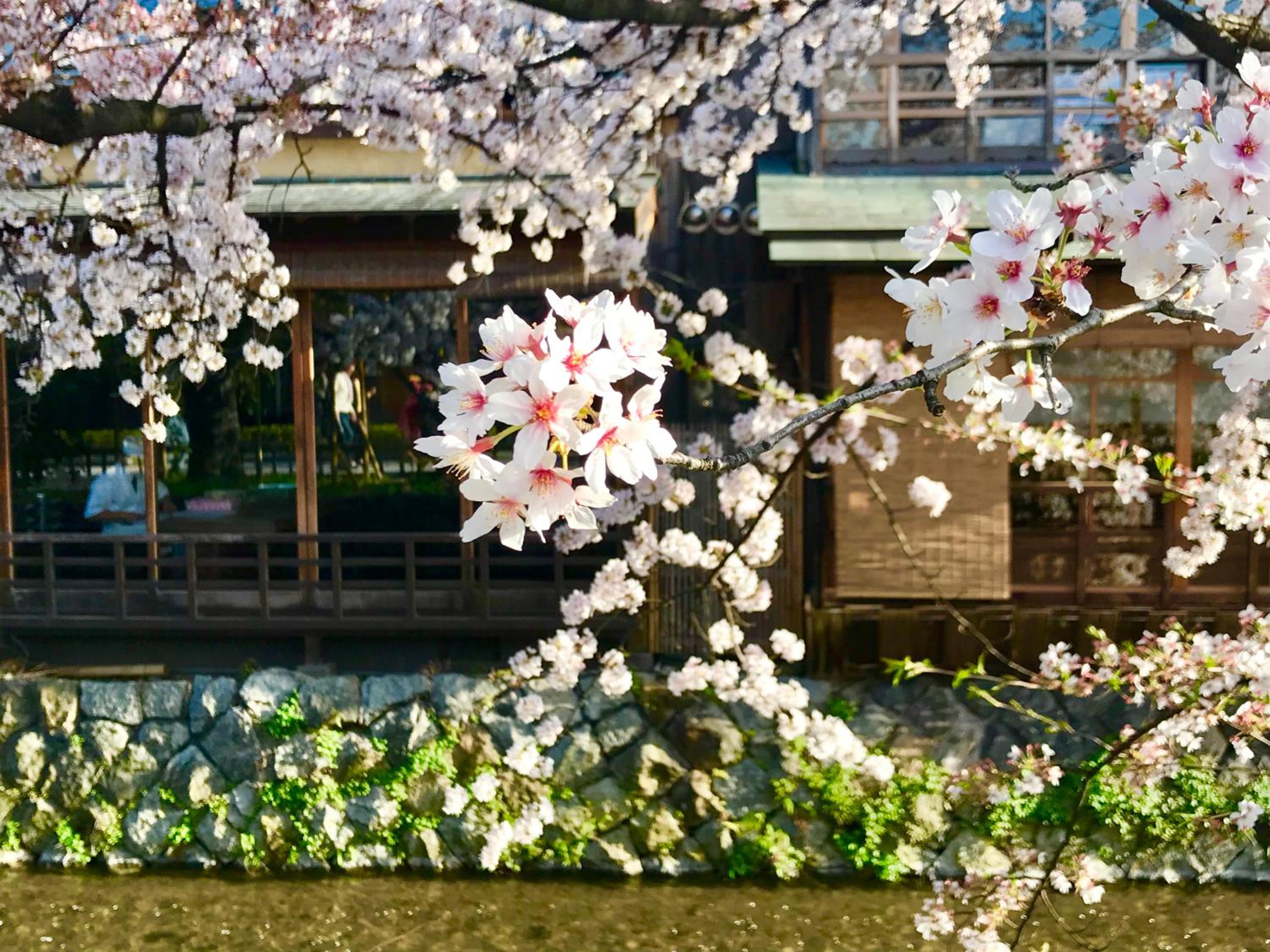 Yukari Kyoto photo 2