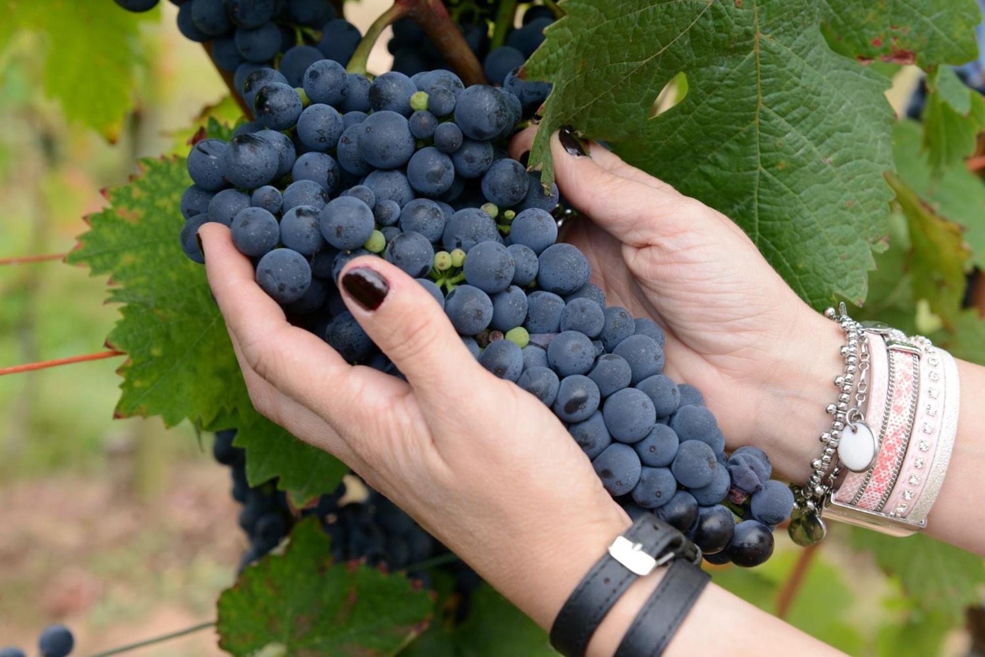 Weingut Erich Serwazi