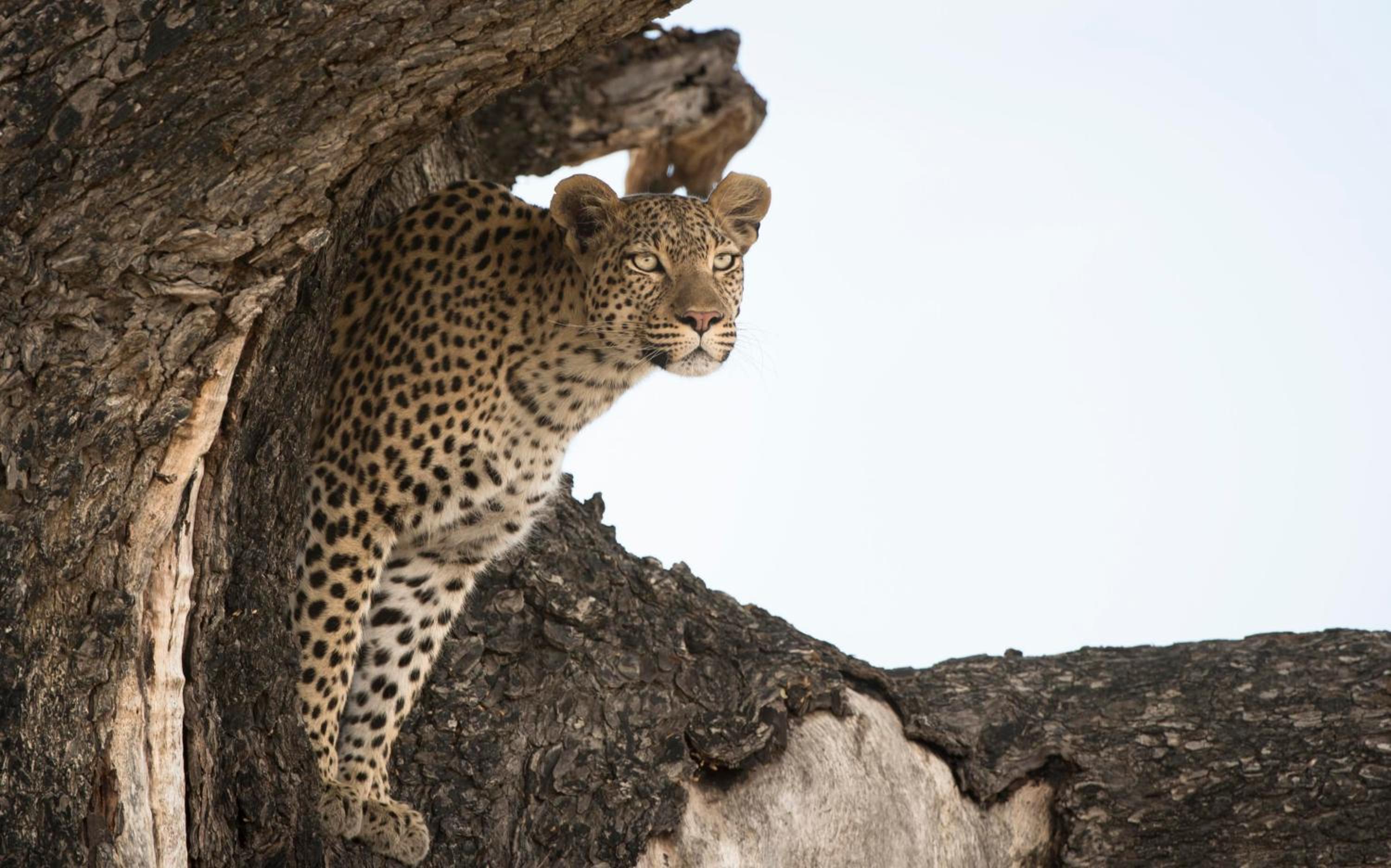Leopard Plains