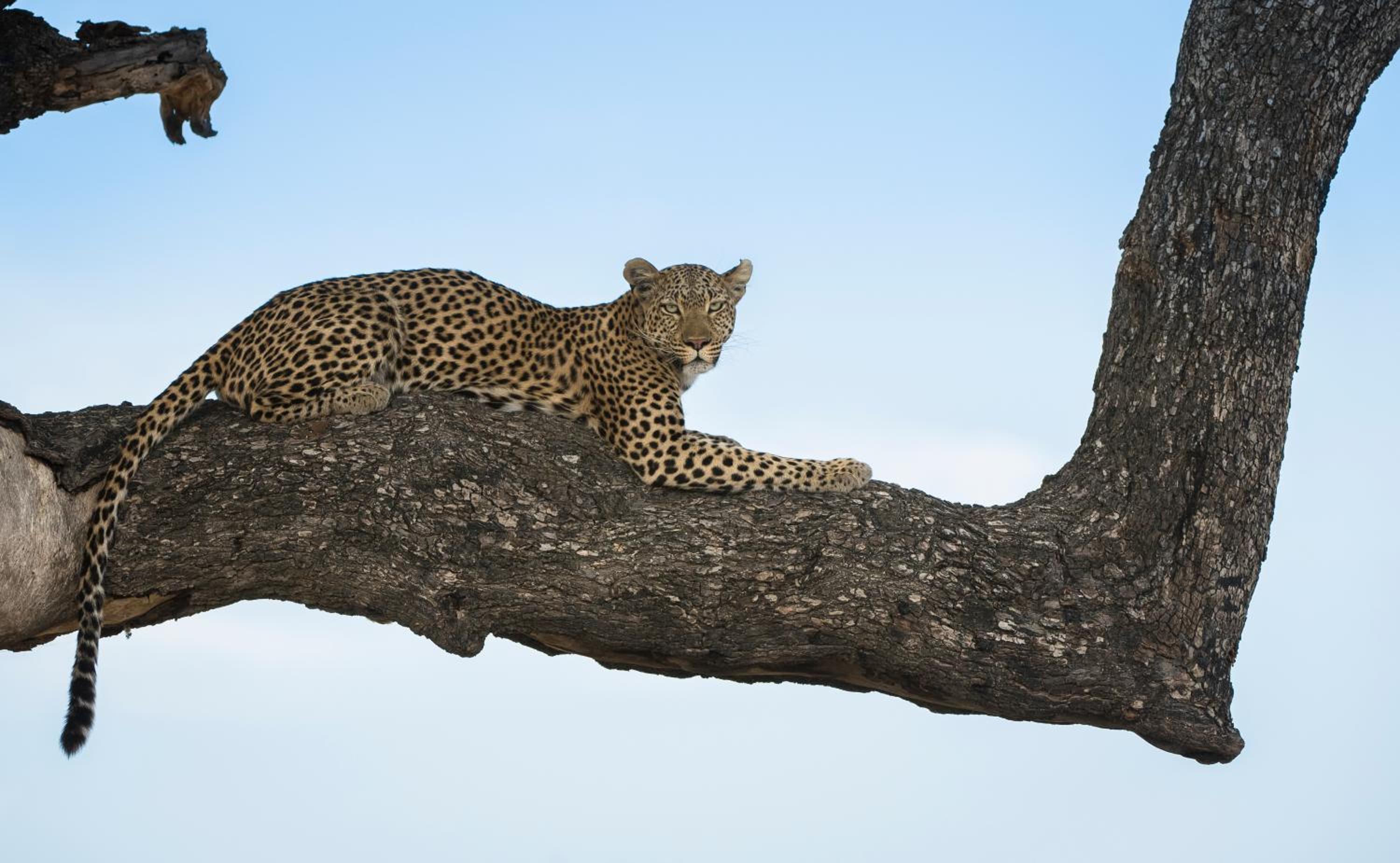 Leopard Plains