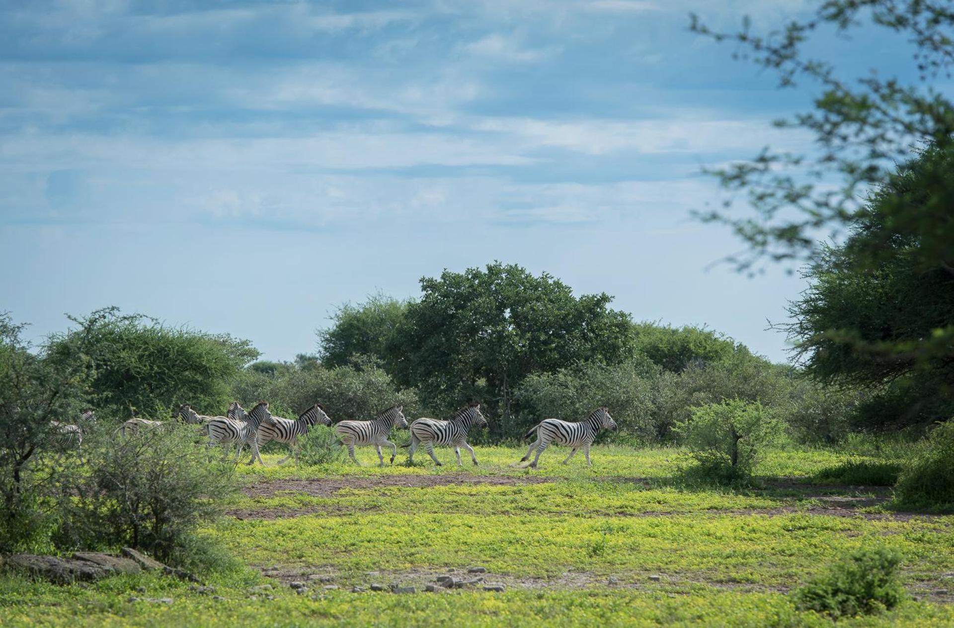 Leopard Plains