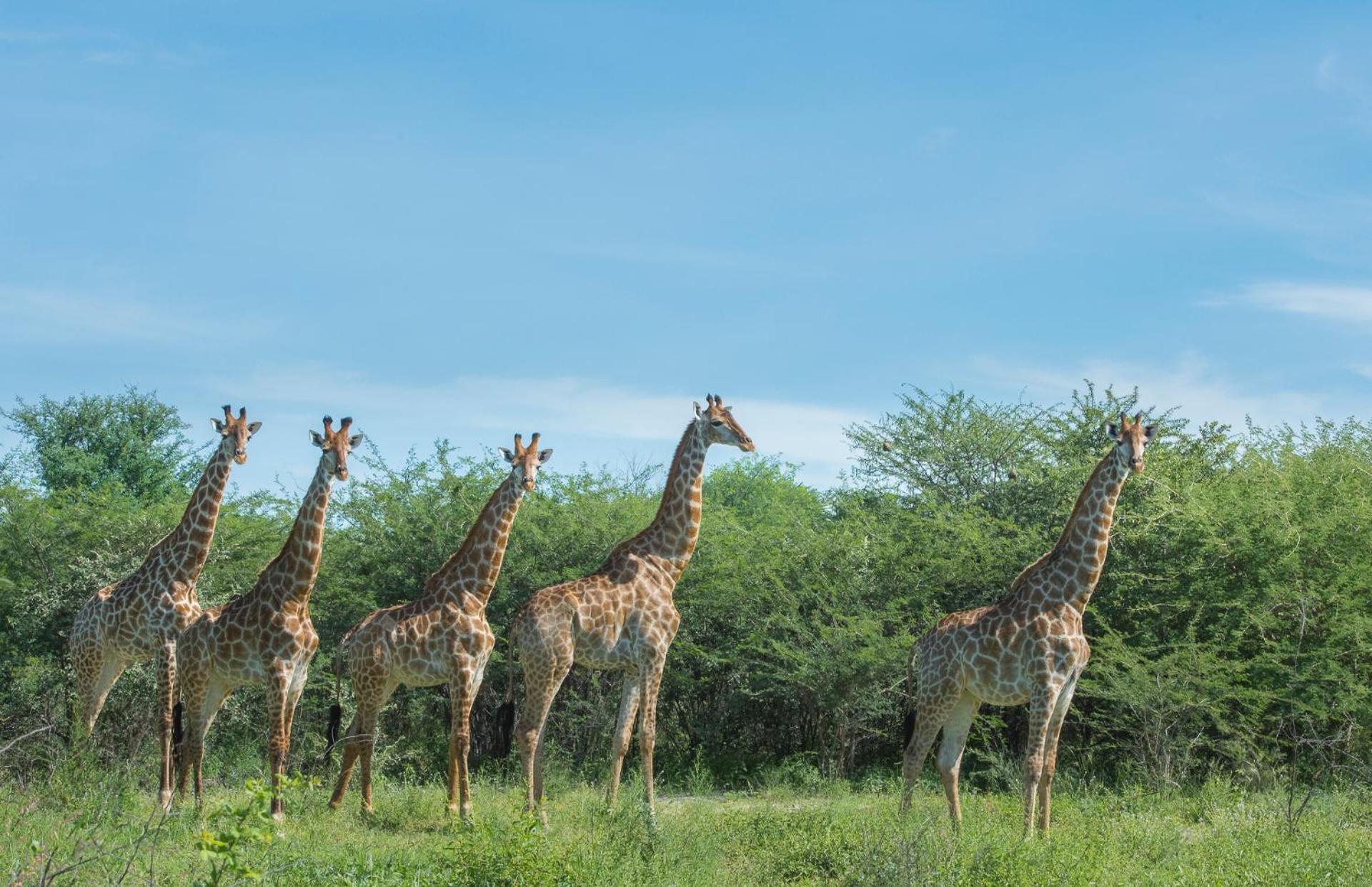 Leopard Plains