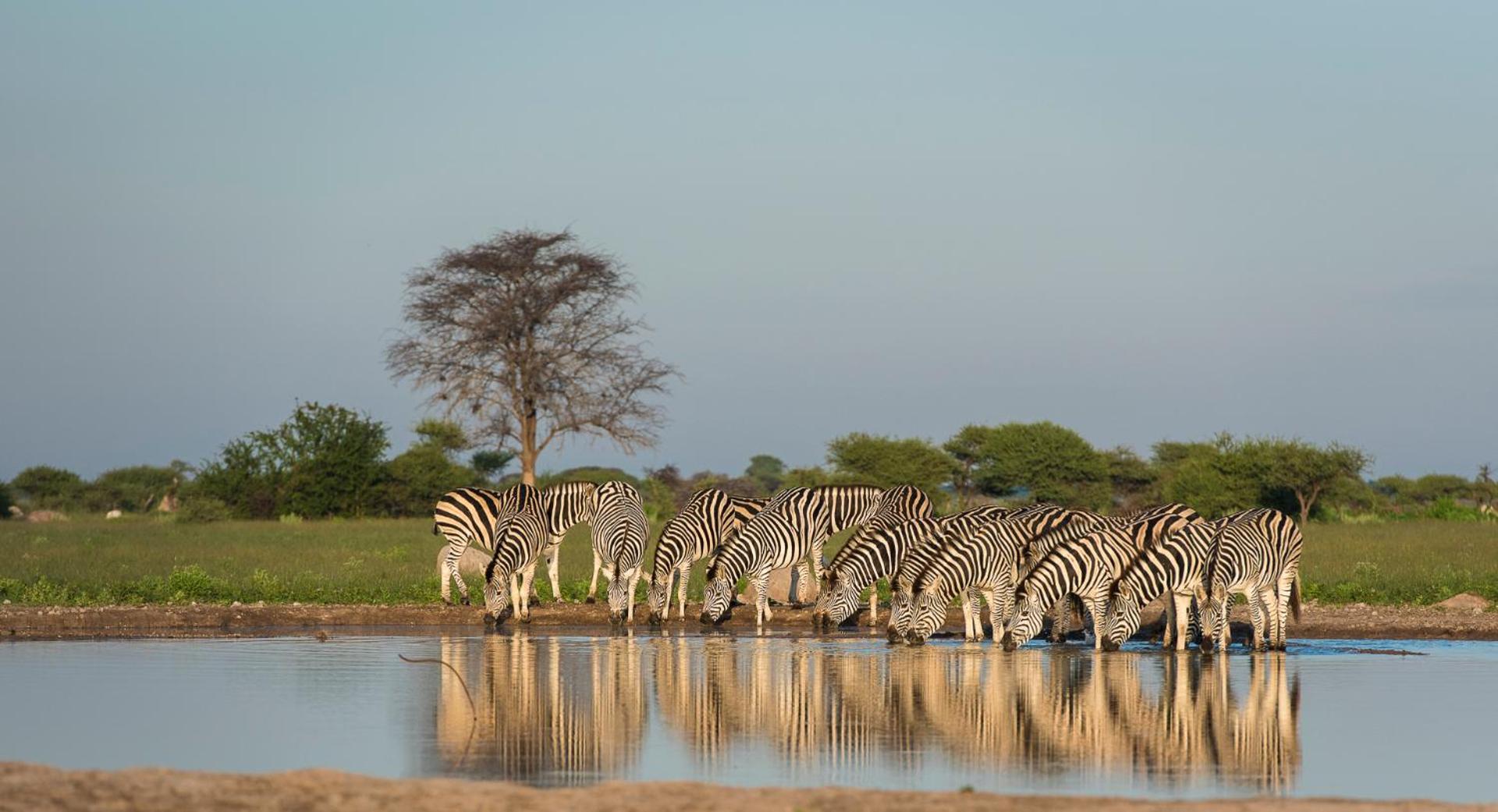 Leopard Plains