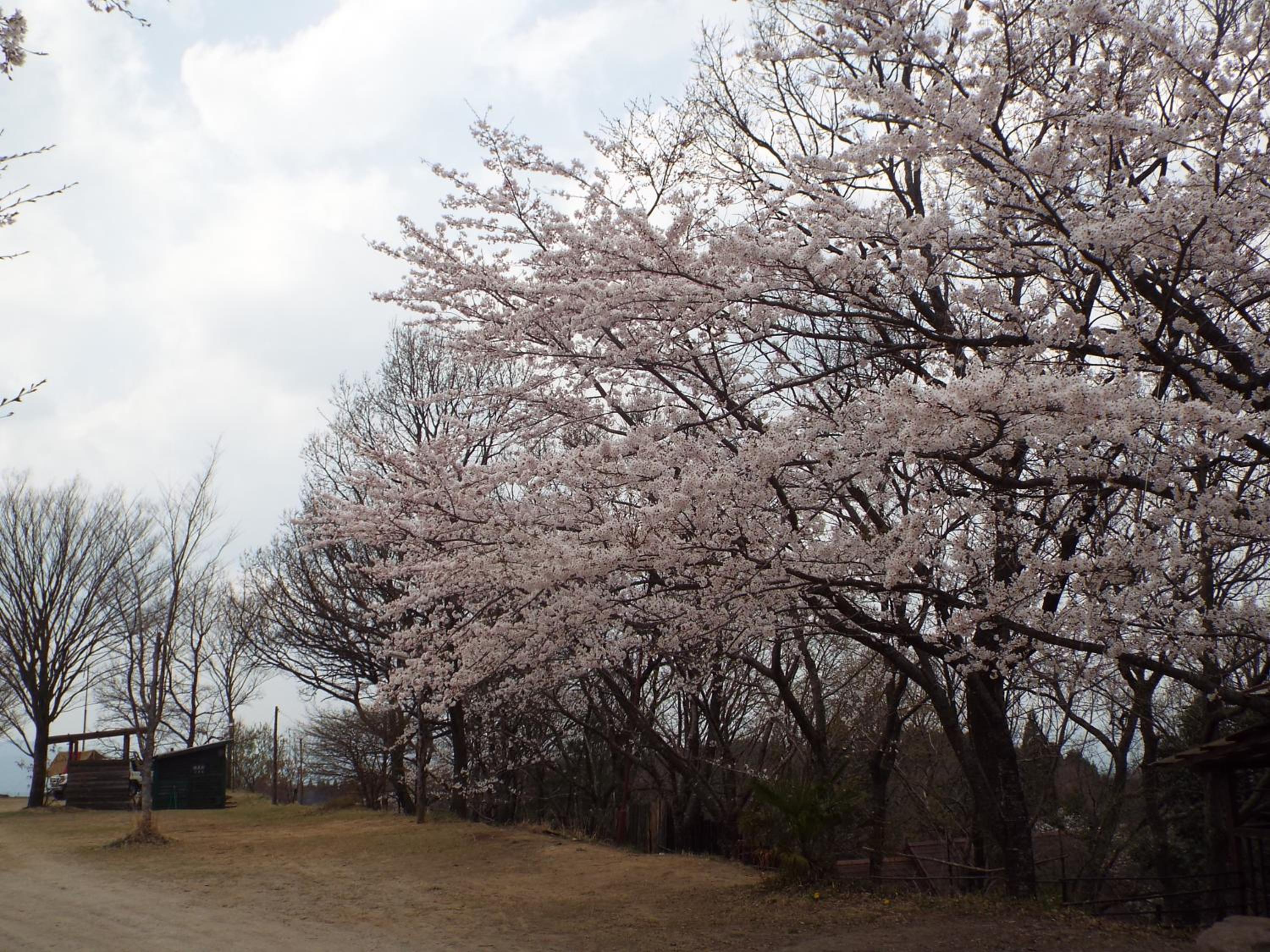 Kurasako Onsen Sakura