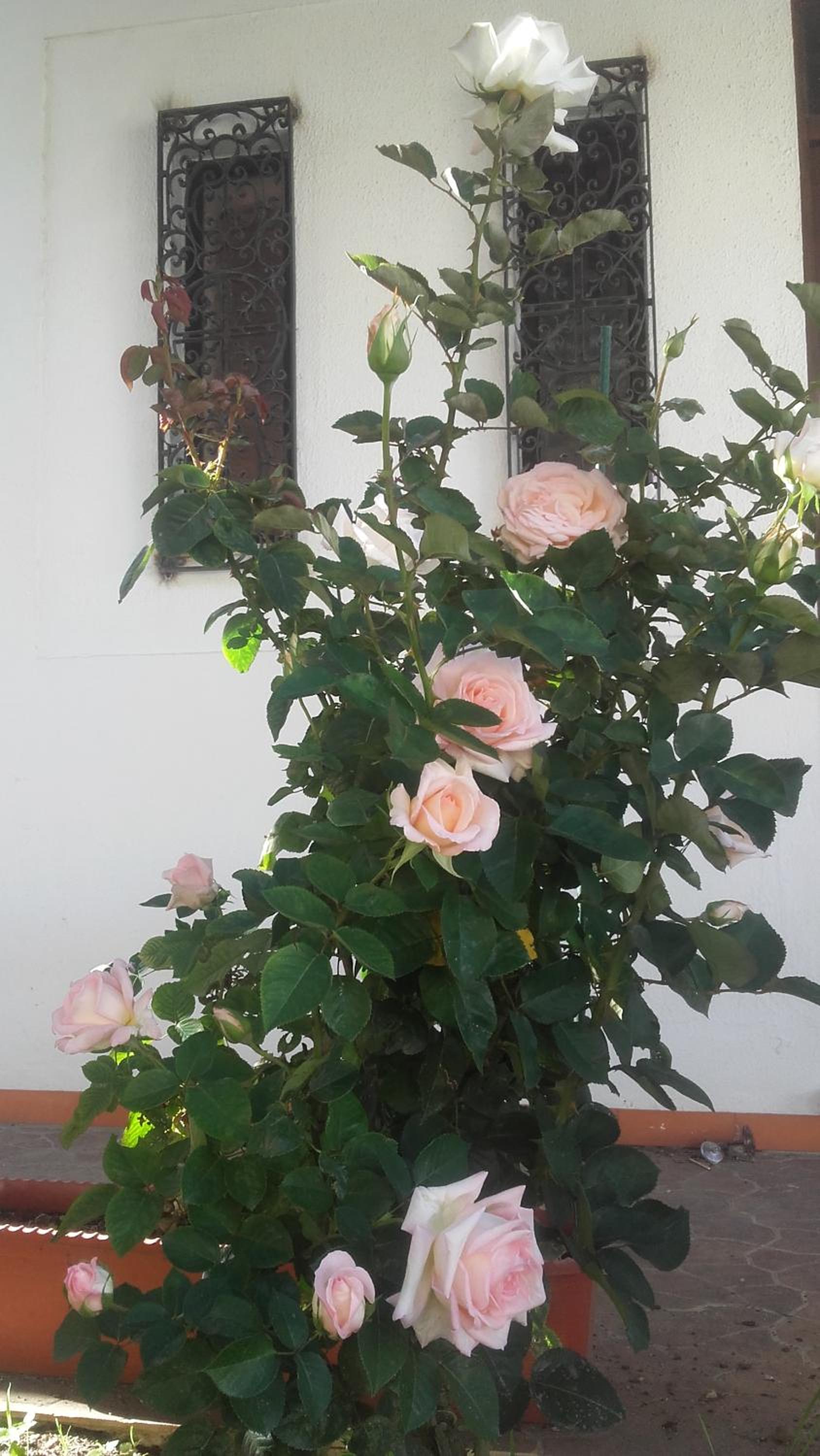 Photo 24