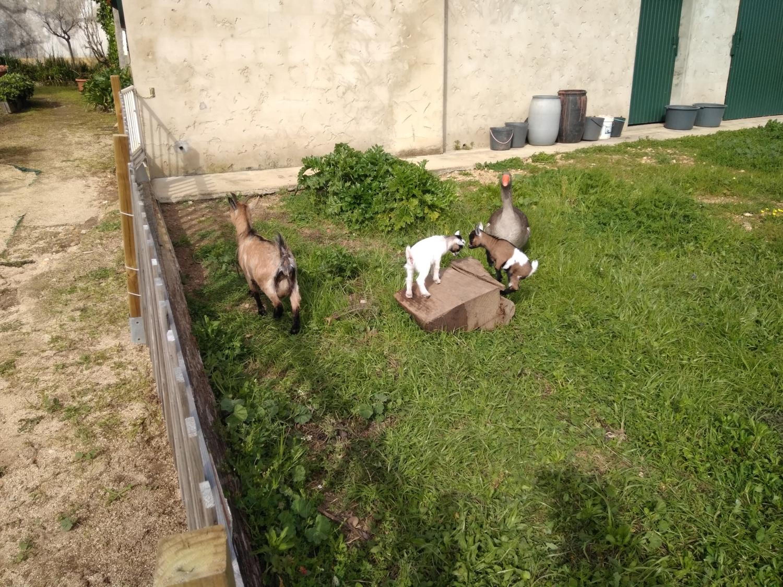 Photo 29