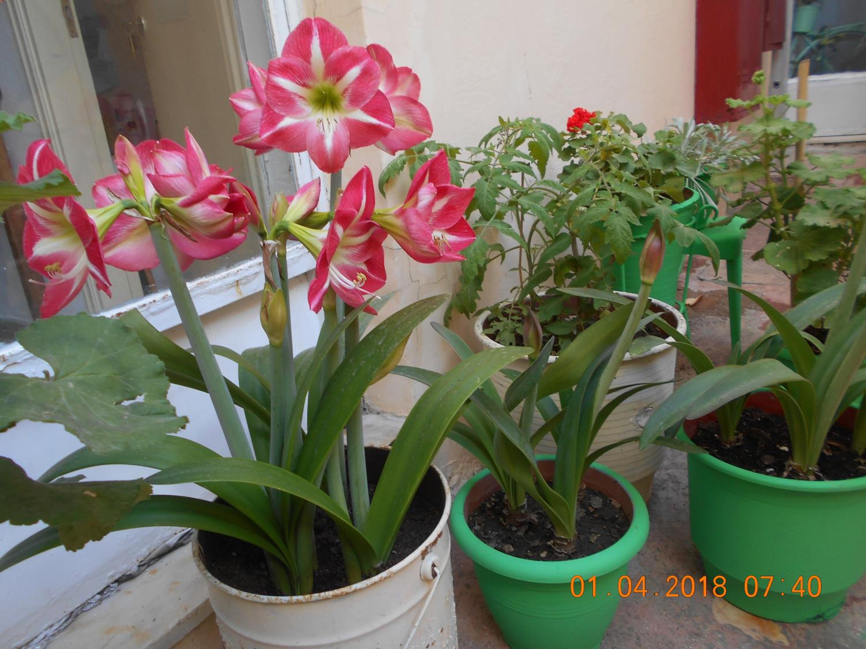 Photo 32