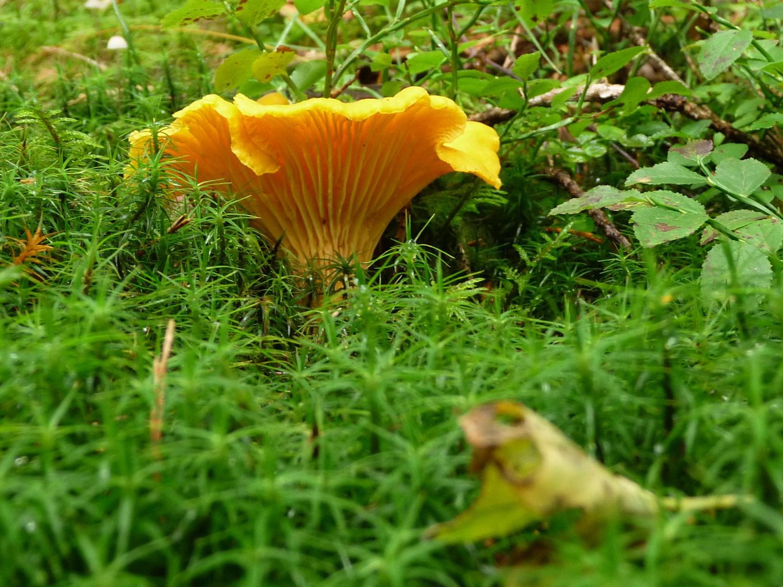 Photo 40