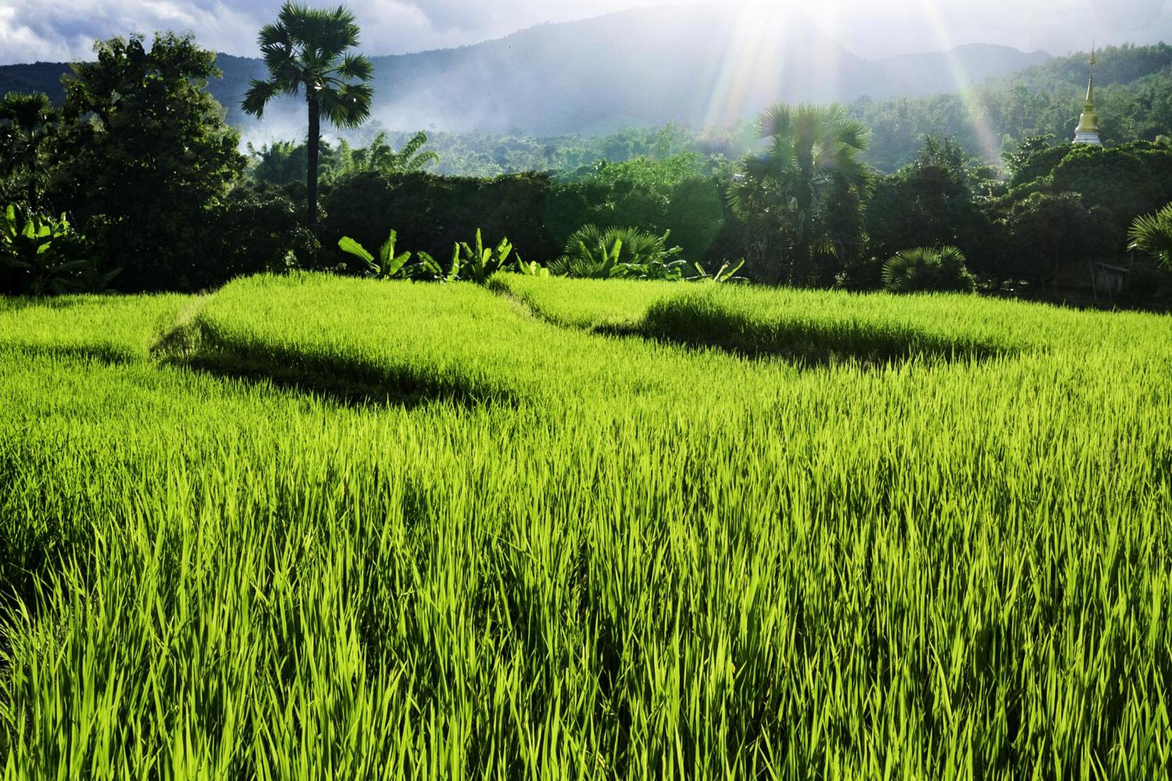 Suan Sook Homestay