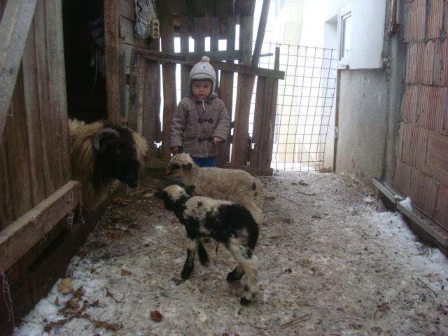 Pensiunea Edera
