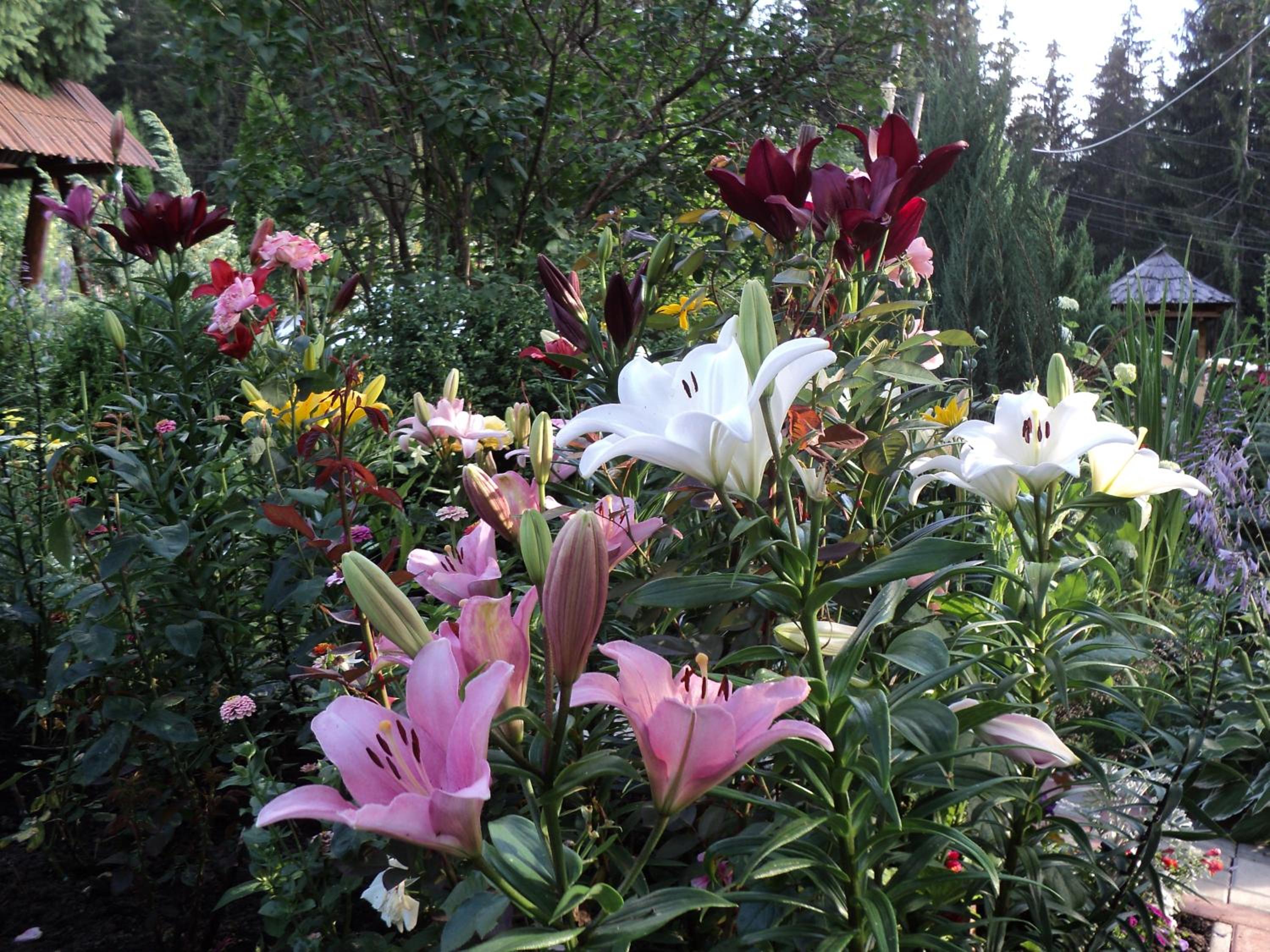 Photo 44