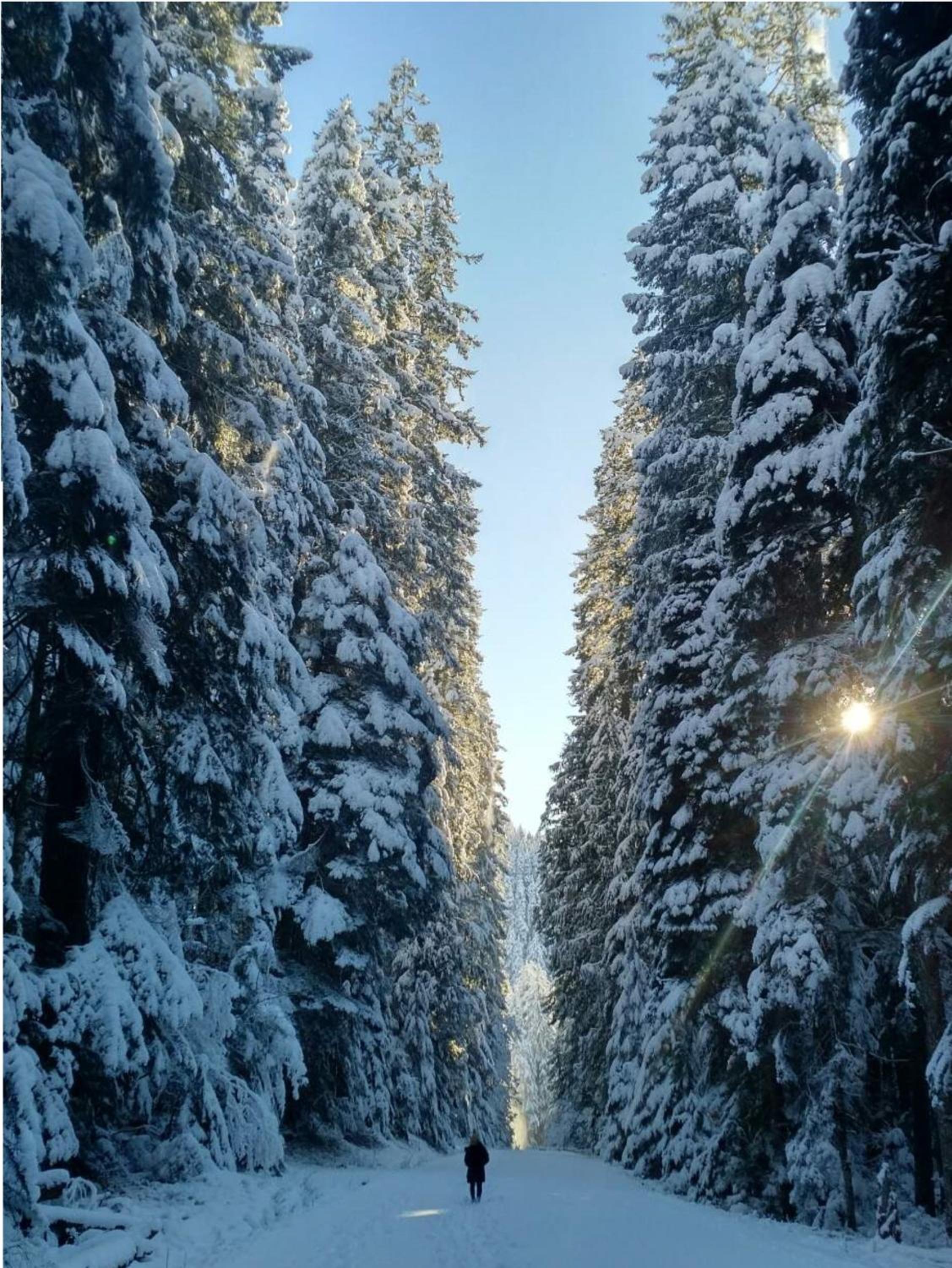 Packwood Ski & Vacation Getaway