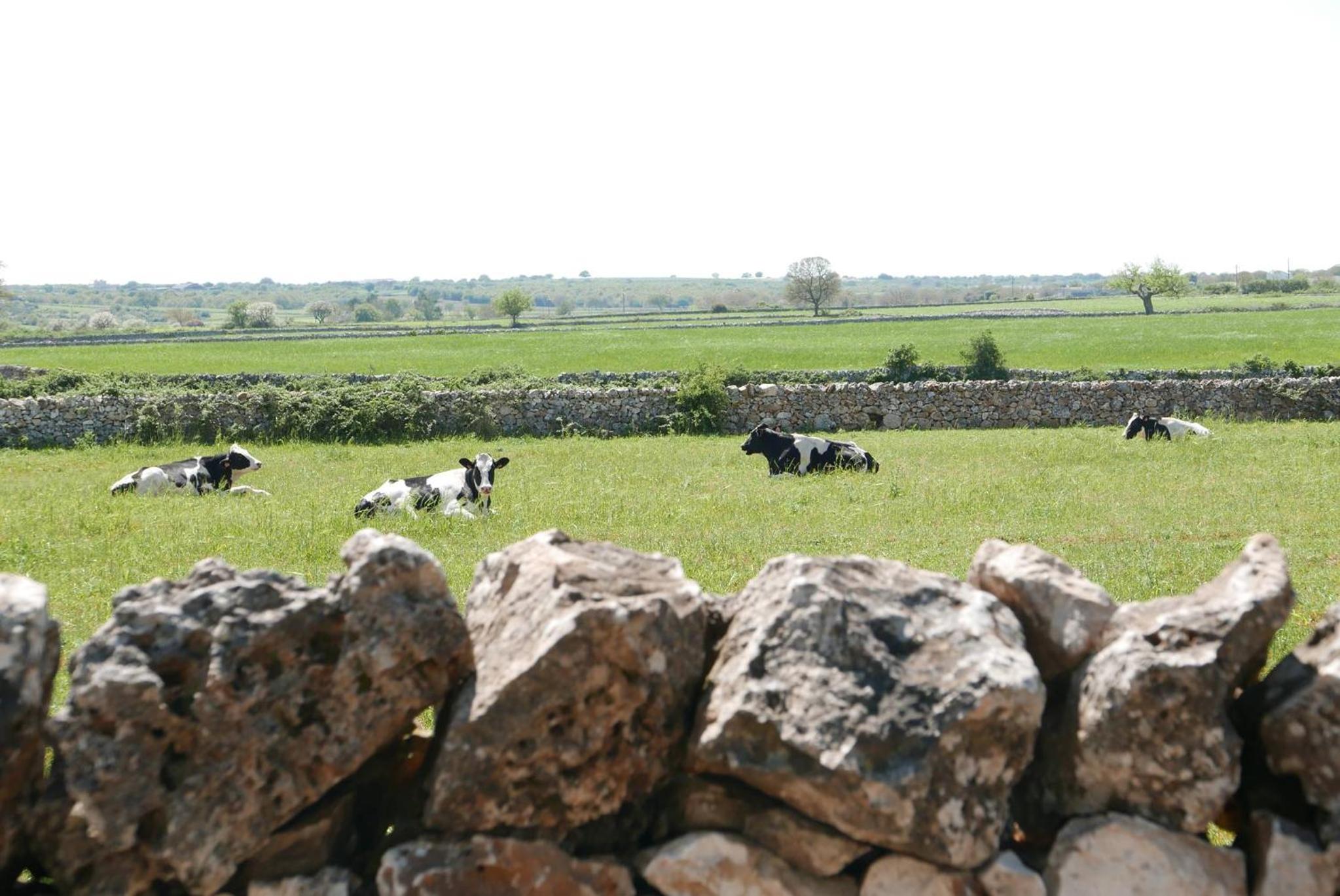 Masseria Murgia Albanese