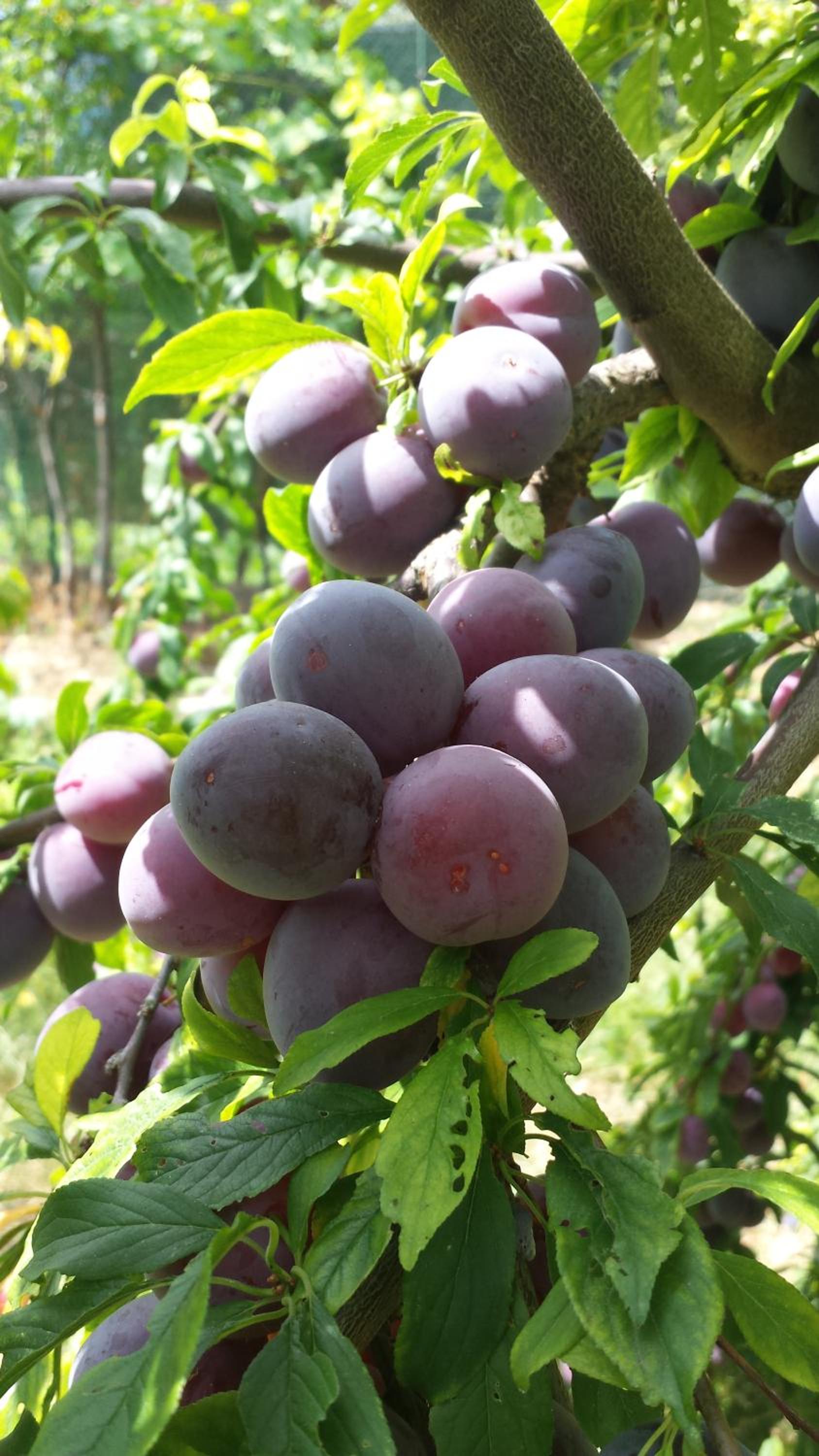 Agriturismo Il Poggiarello