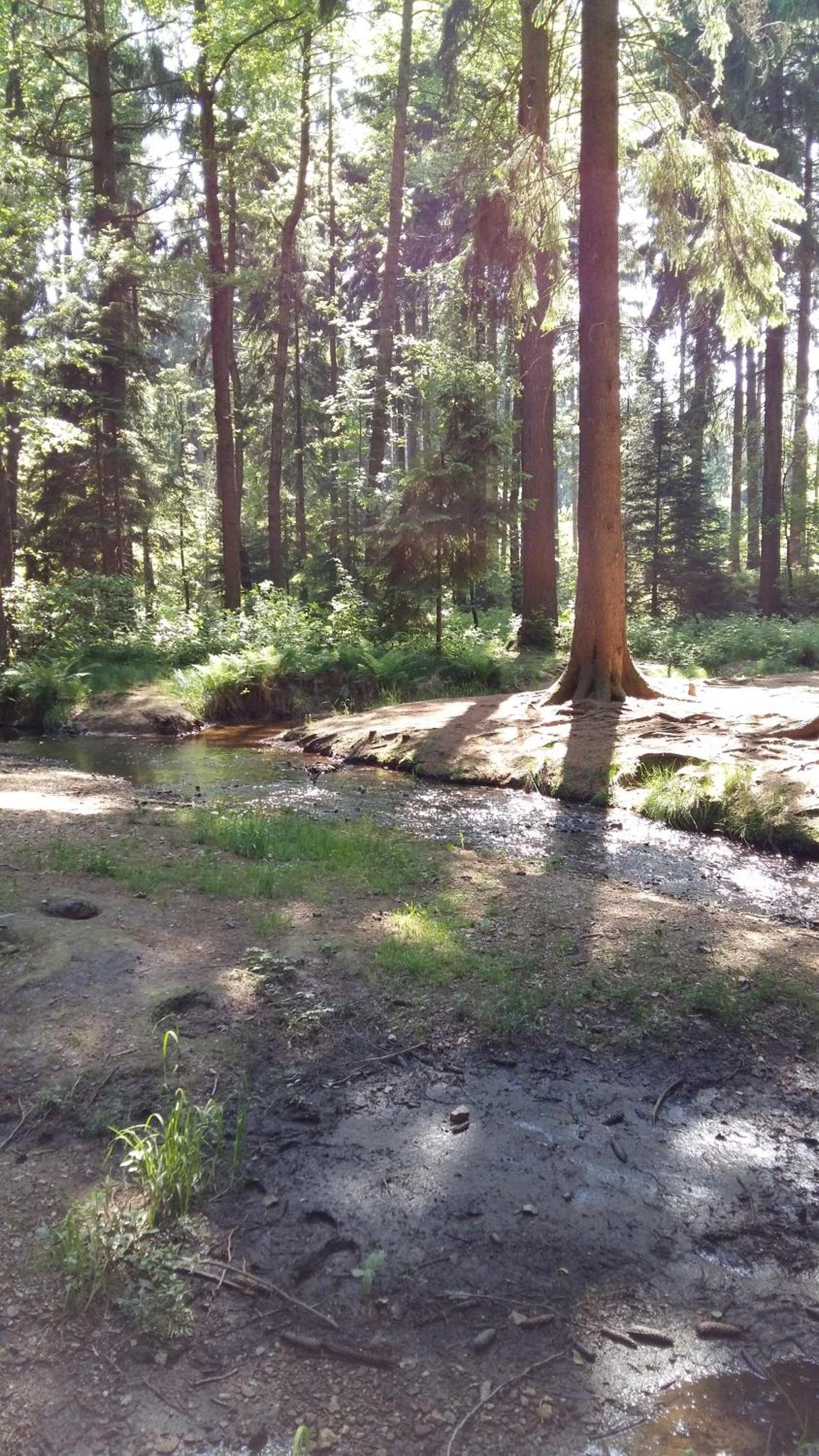 Pension am Tharandter Wald - Property Image 19