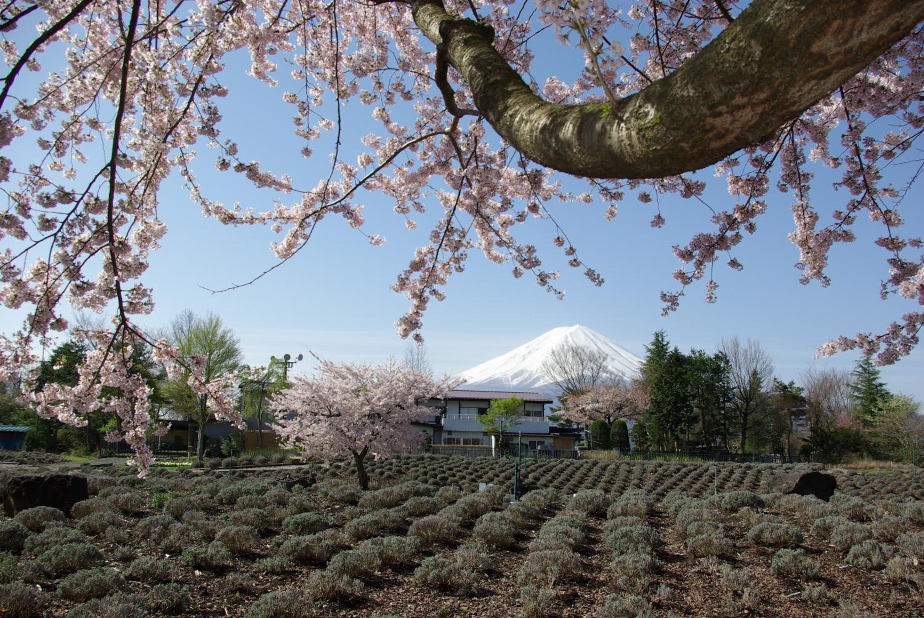 Togawaso