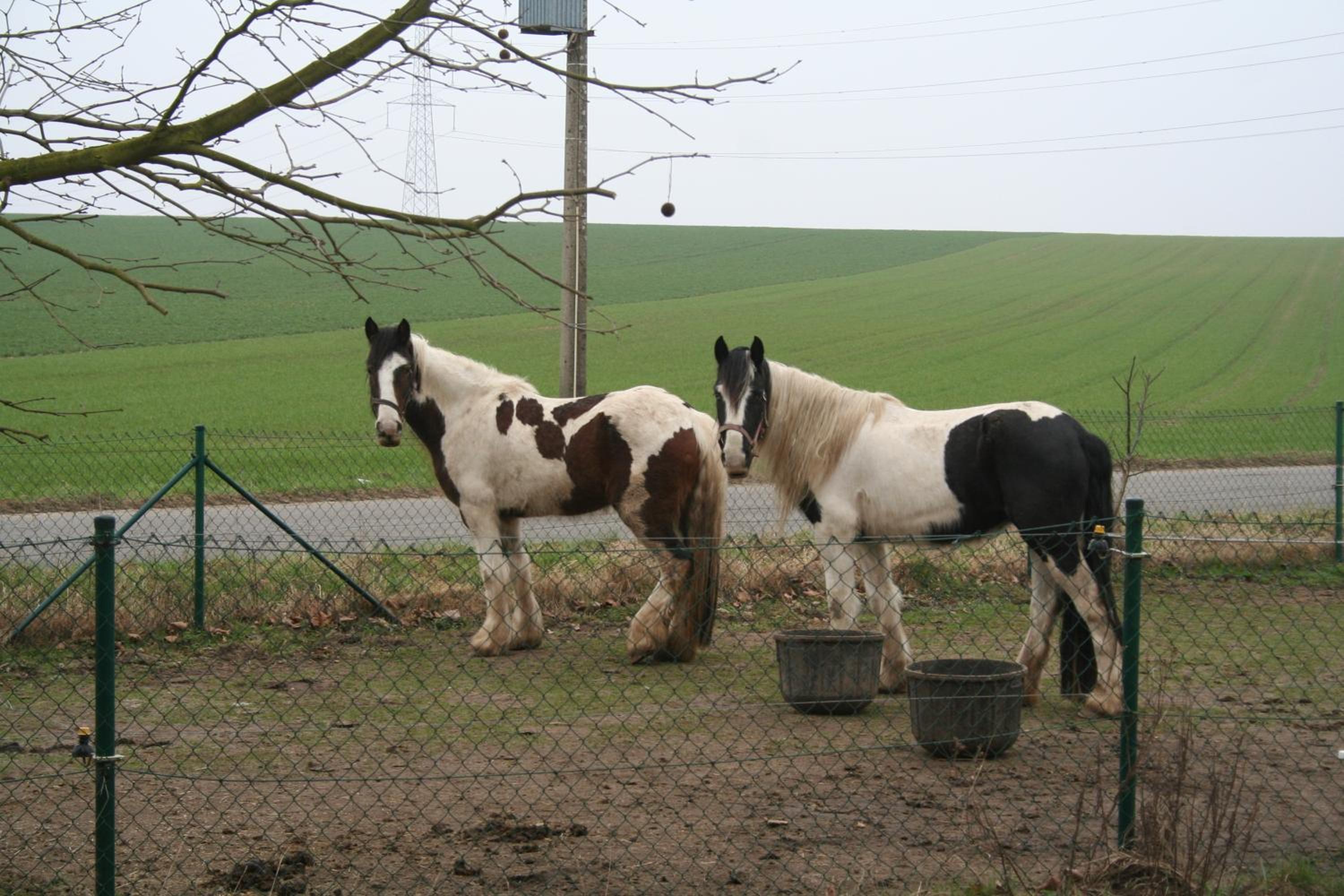 Photo 20