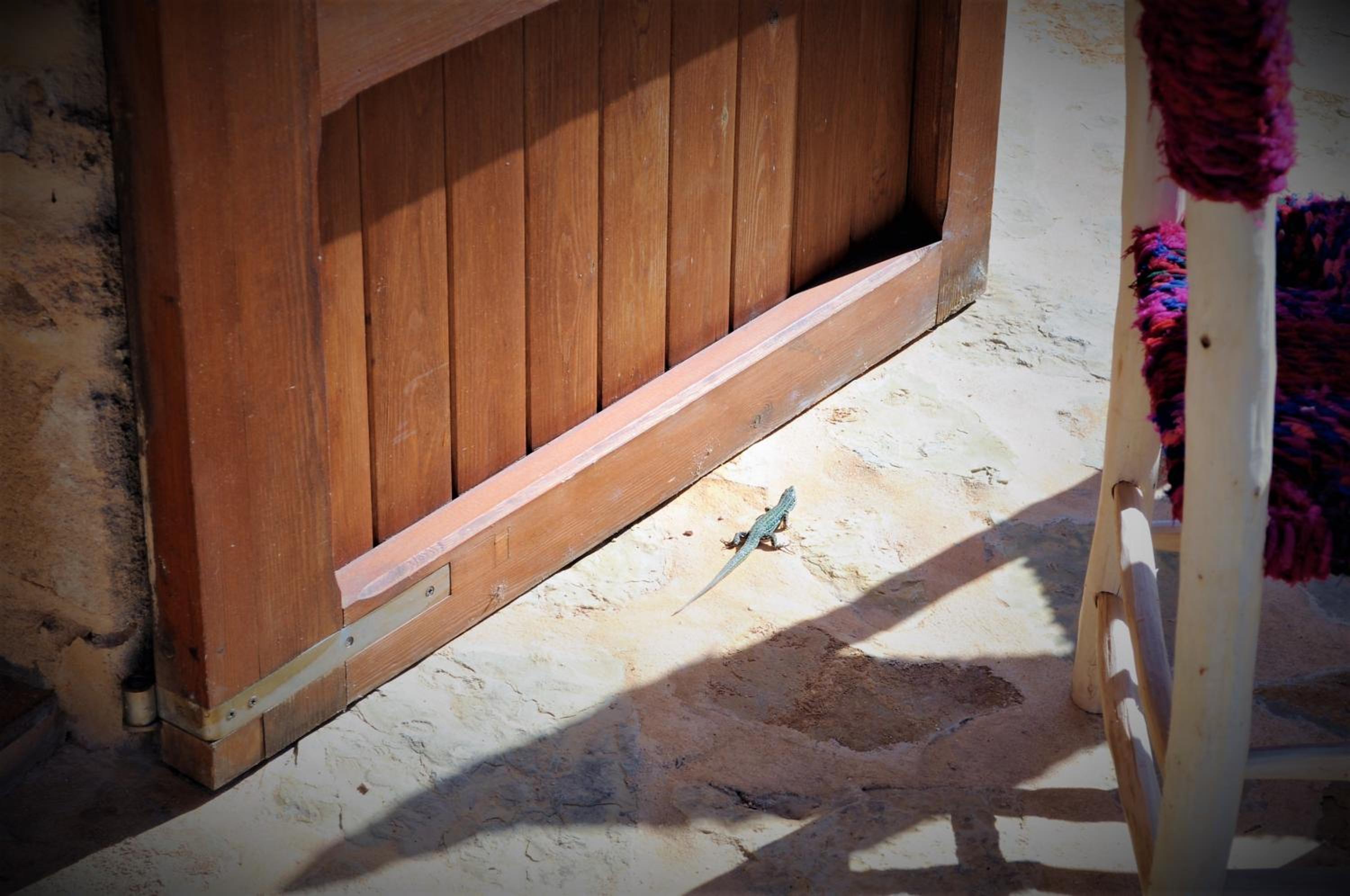 Siamoformentera Bella