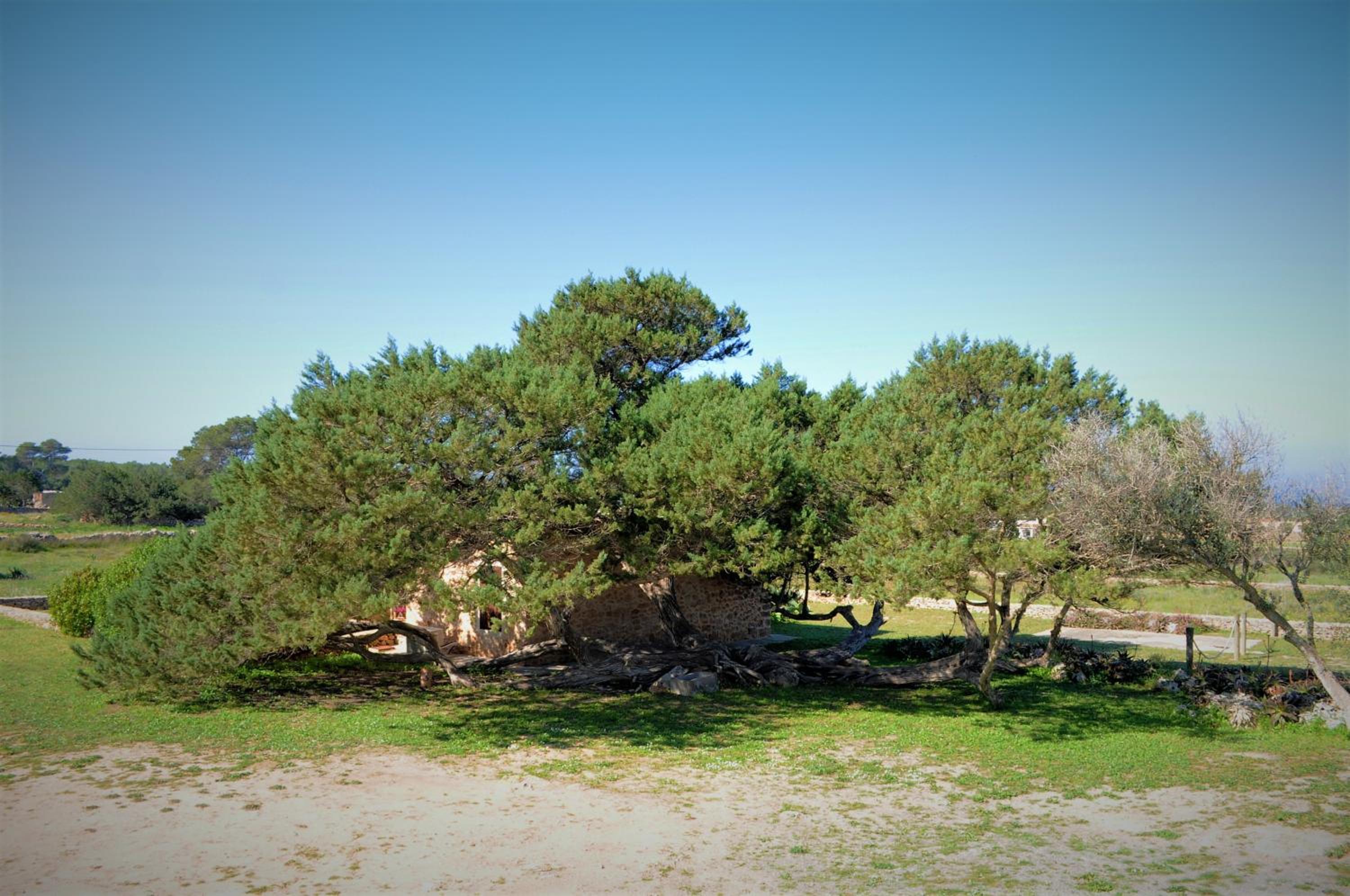 Siamoformentera Bella