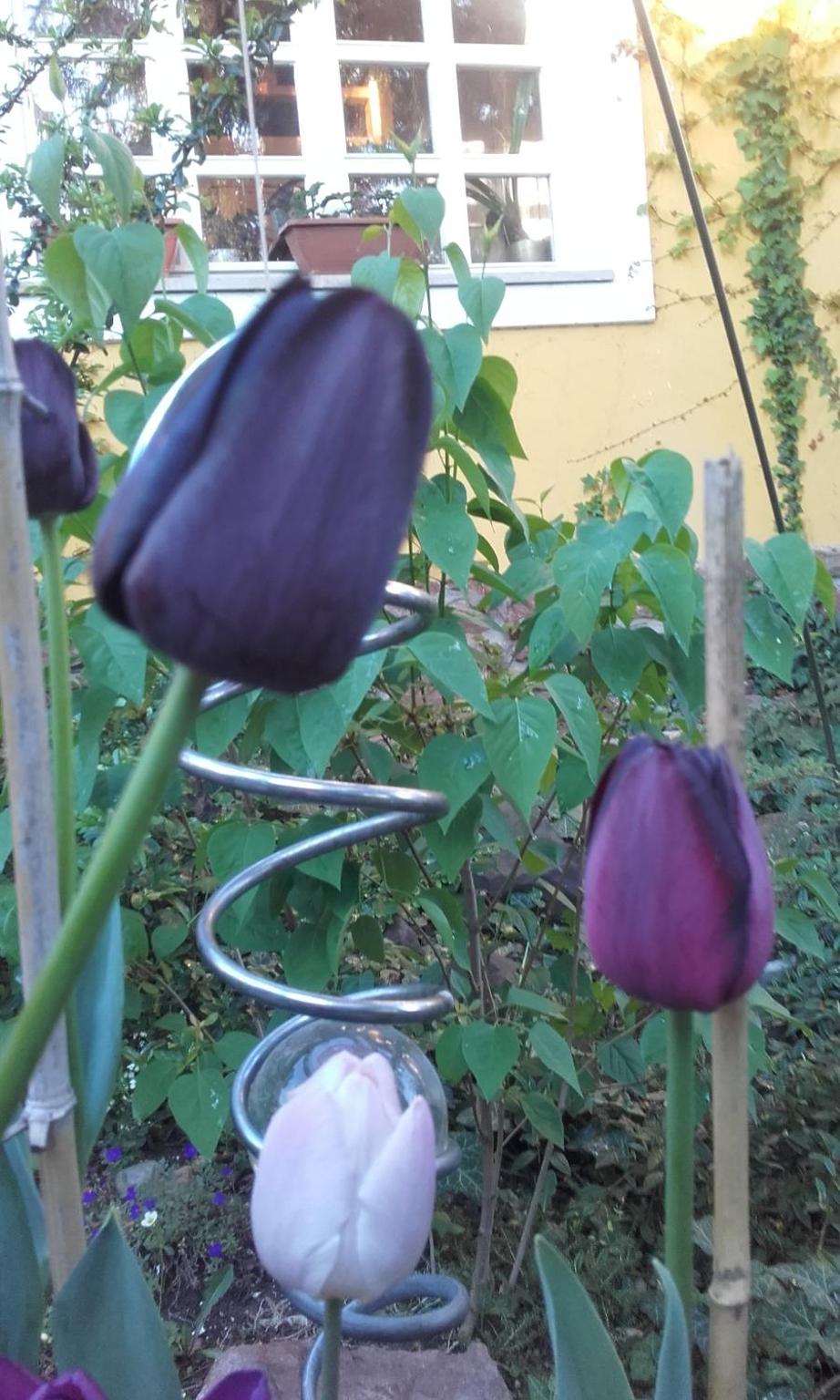 Photo 36