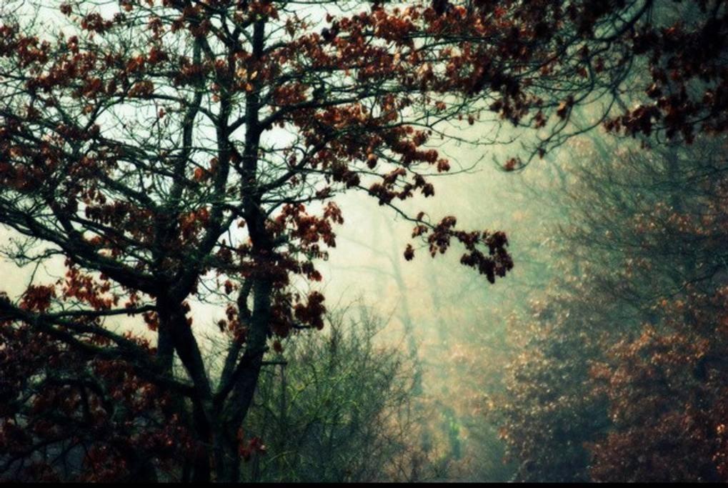 The Cozy Cottage view 4