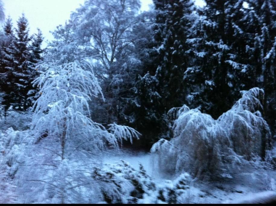 The Cozy Cottage view 5